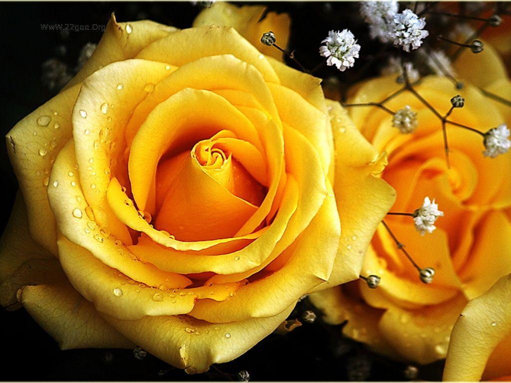 Single yellow Rose Flowers Nature Background Wallpaper on 1024x768
