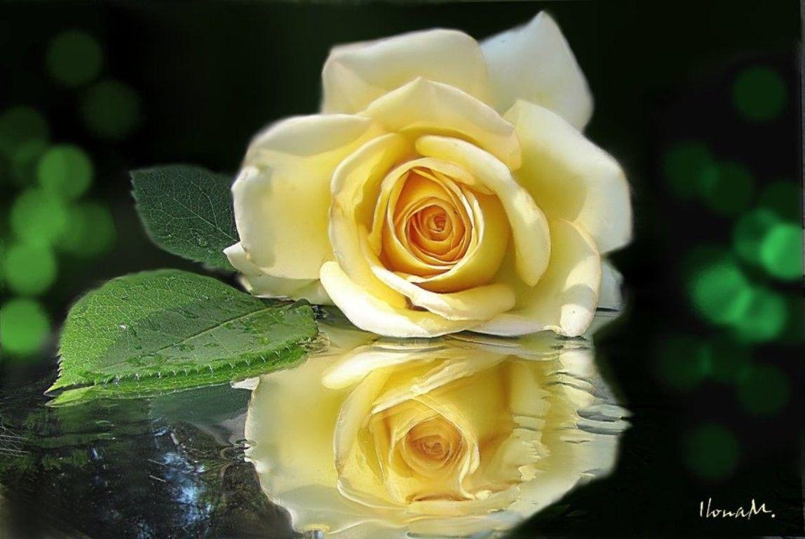 Flowers: Single Macro Flower Reflection Wonderland Yellow Rose
