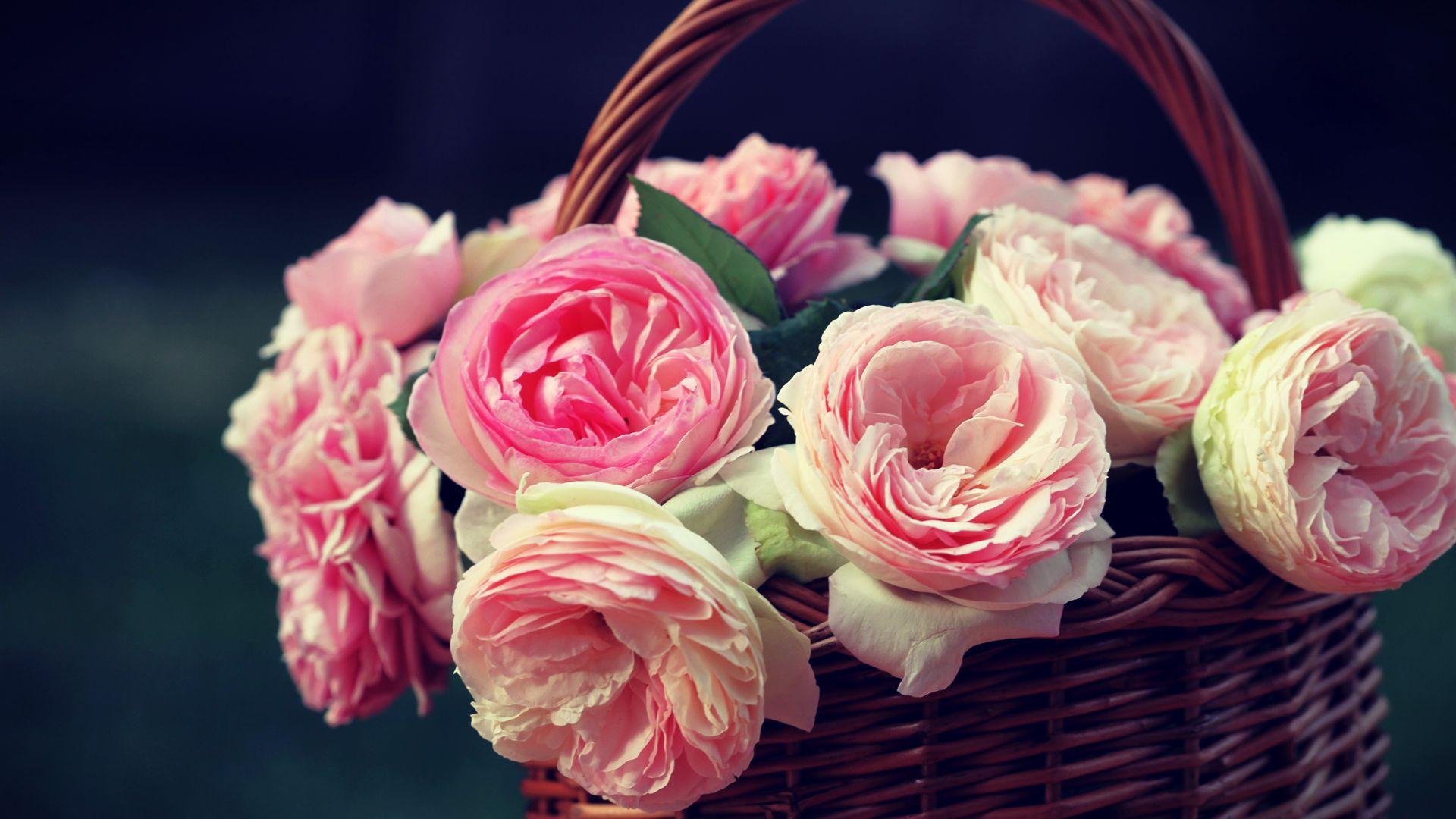 Best Pink Cute Roses HD Wallpaper Full Pics Widescreen Rose Of