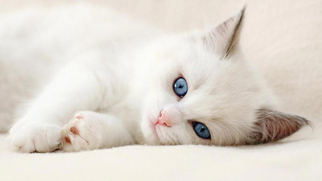 Background Cute Cat Amp Pics HD Only With Wallpaper Of Cats In