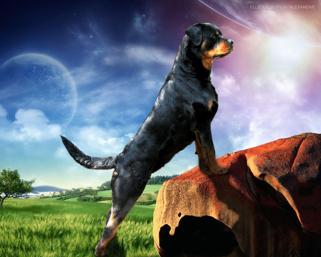 Guard Dogs Wallpaper Cute and Docile