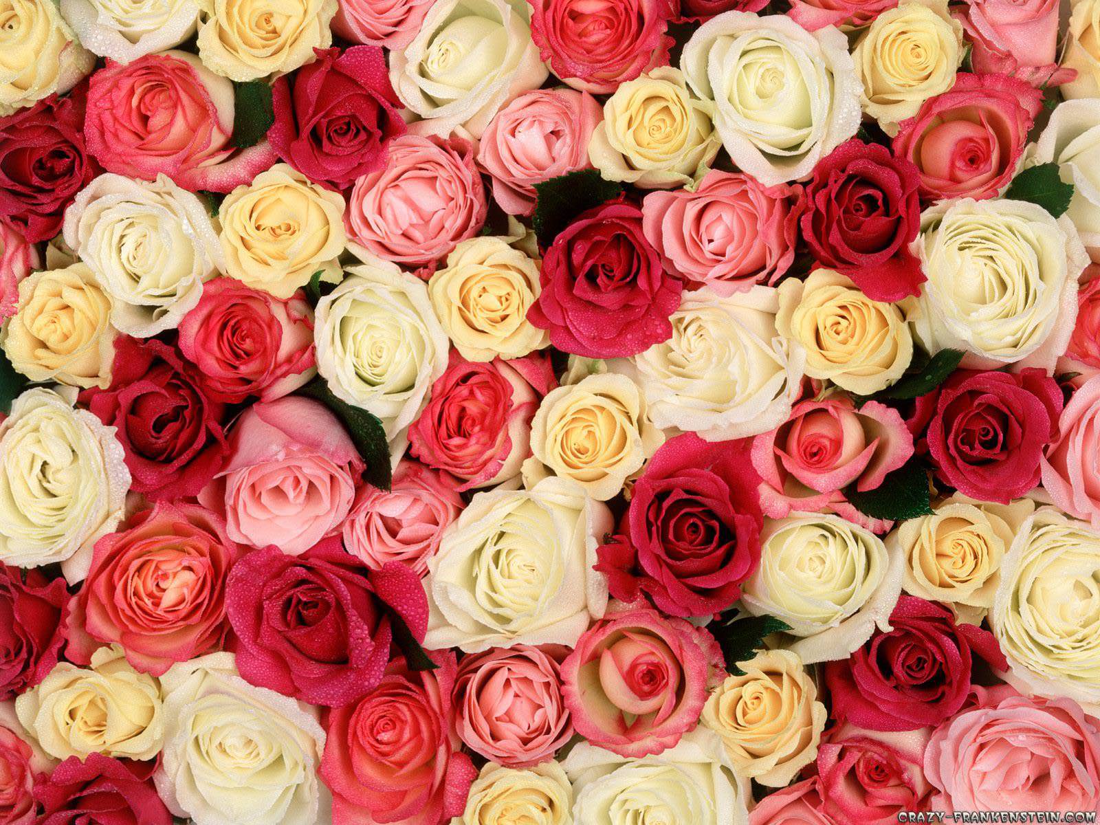 Roses Background, Wallpaper, Image, Picture. Design Trends