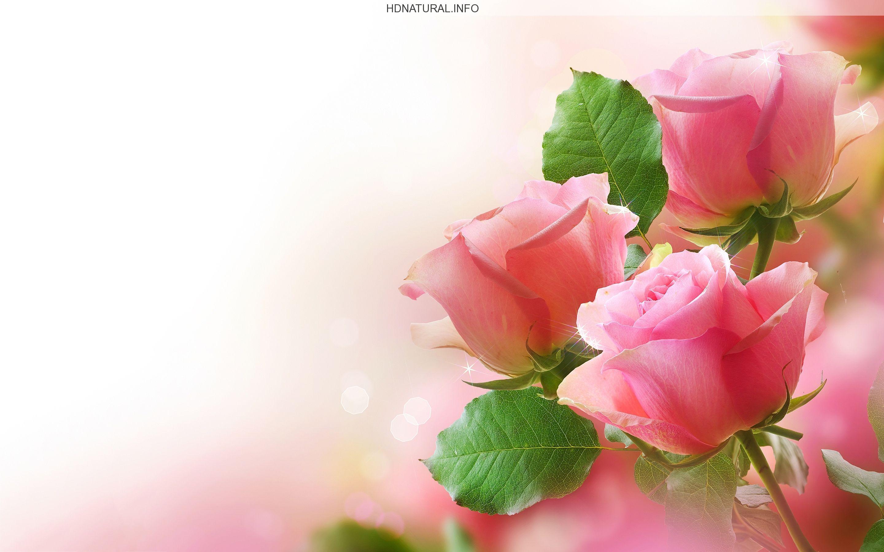 Pink Roses Background. Cabello y belleza