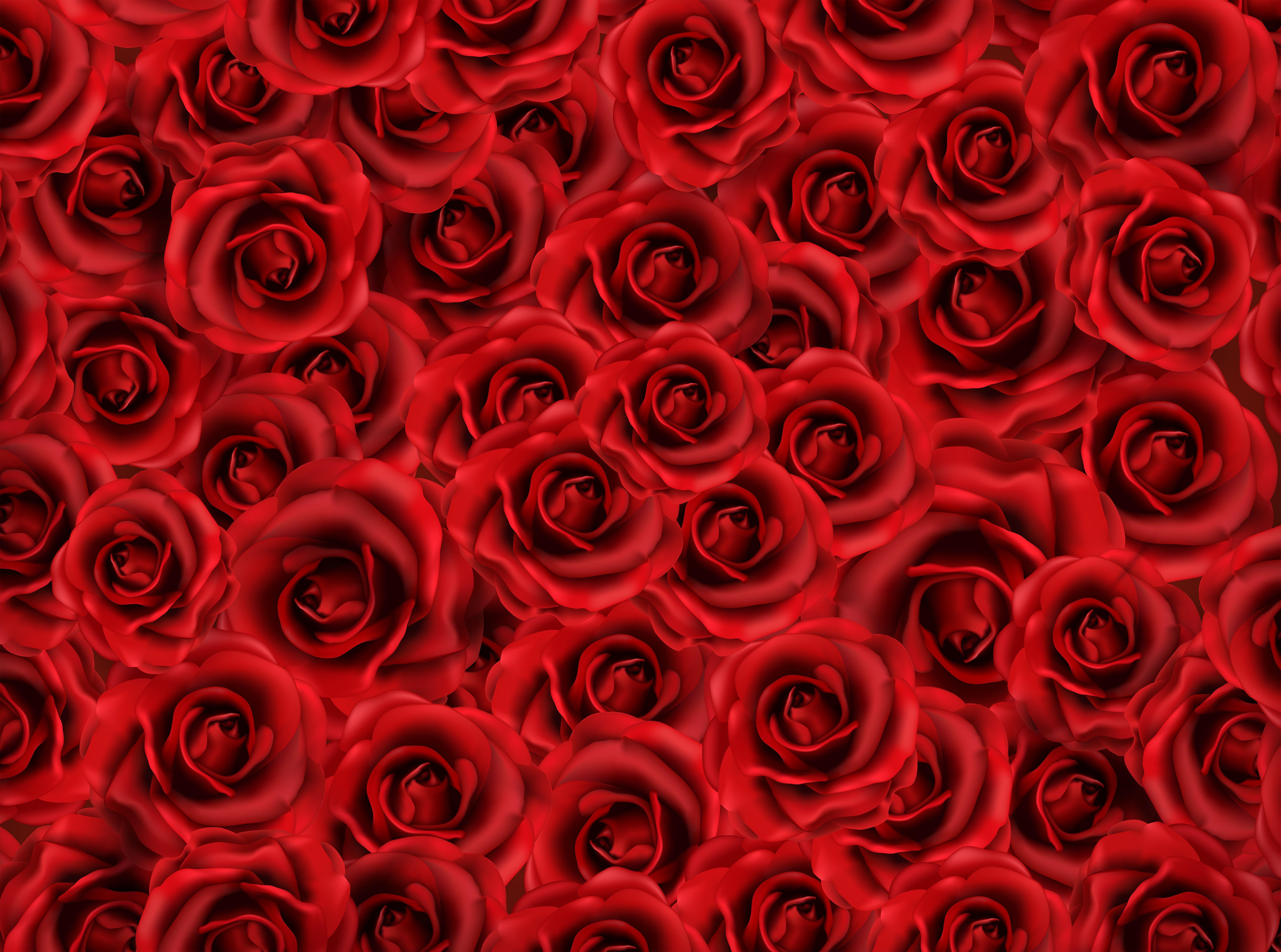 Red Roses Background Quality Image