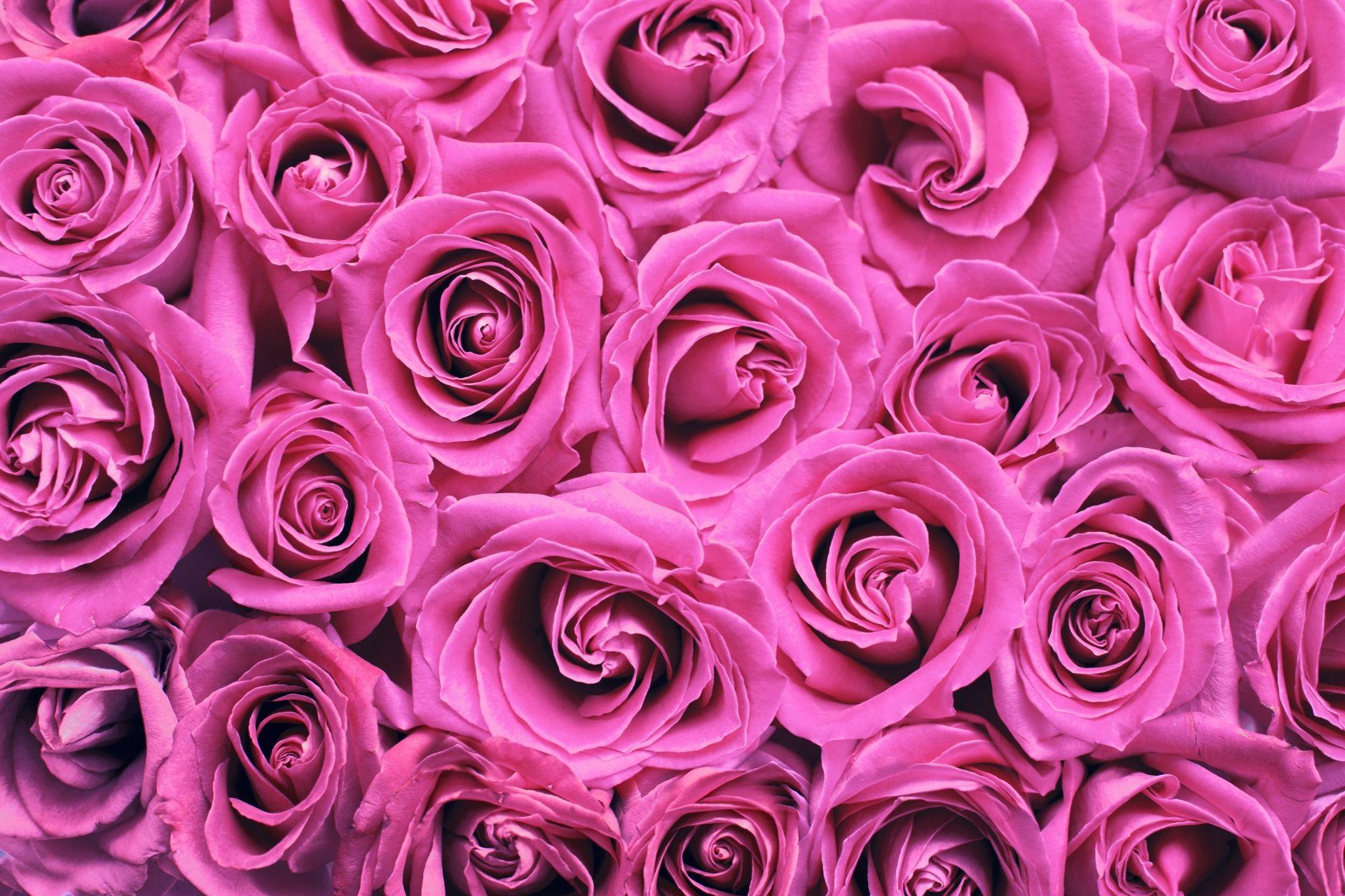 Roses Background Pink Free Domain Picture