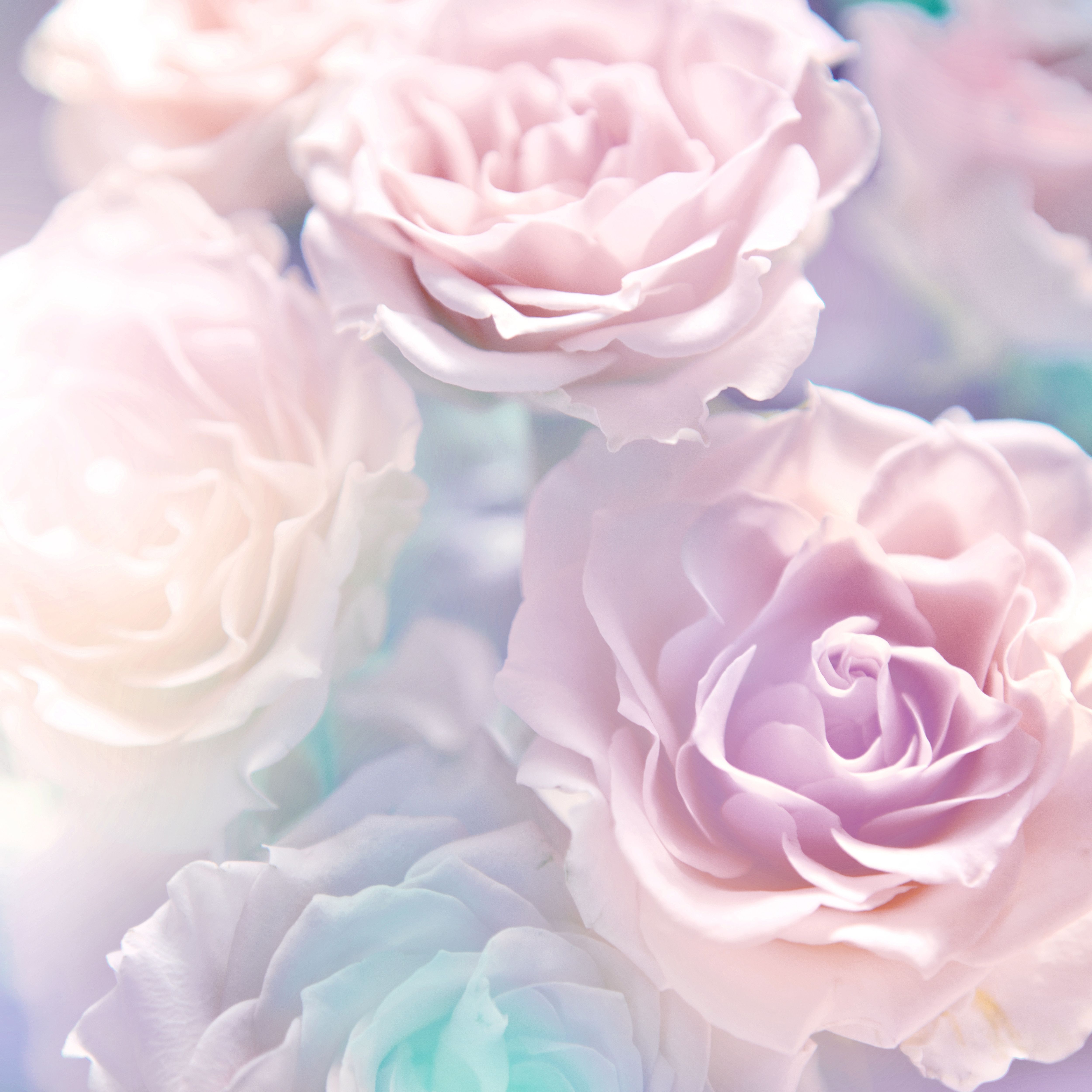 Soft Roses Background Quality Image