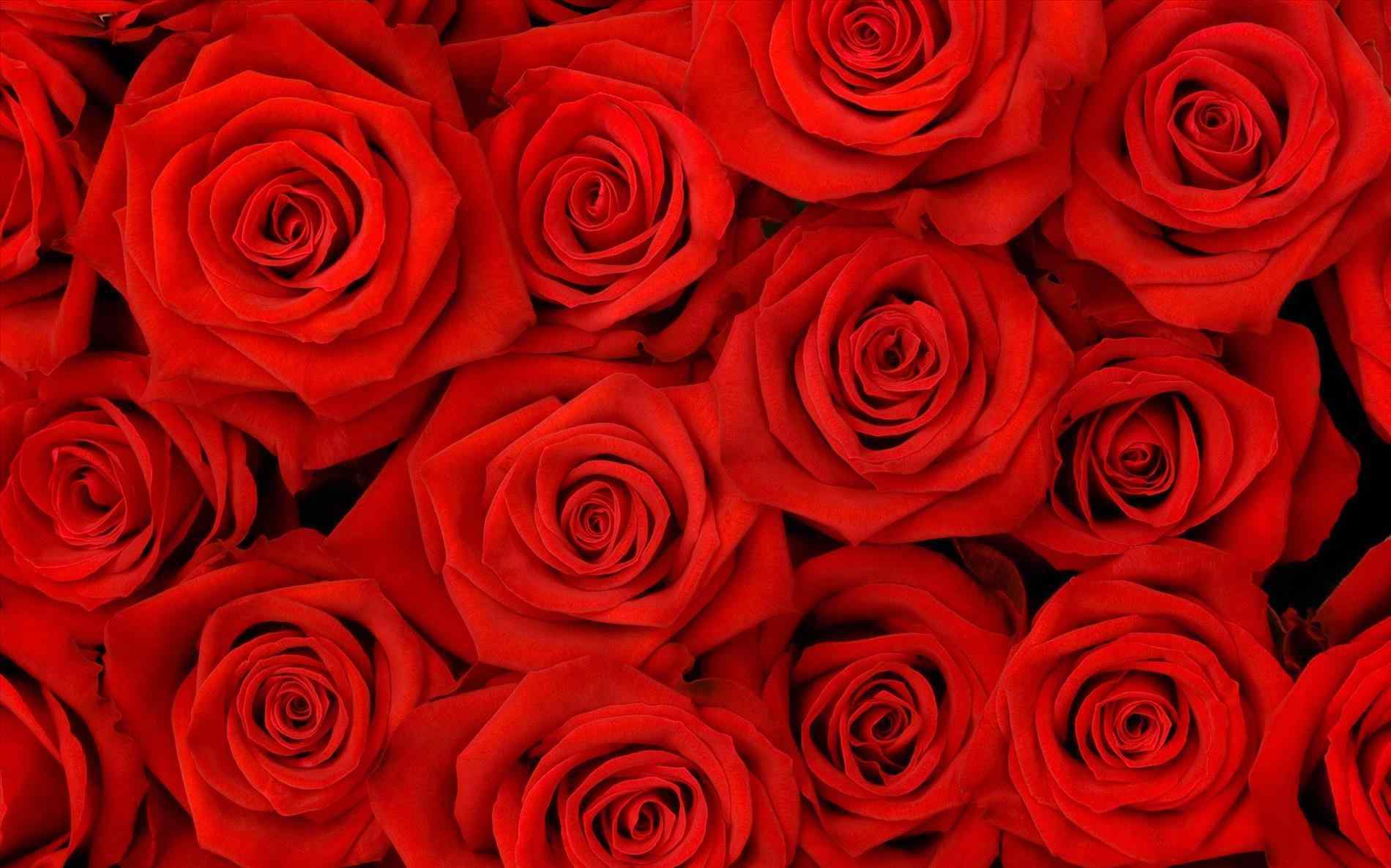 Red Roses Background Tumblr. Your Meme Source
