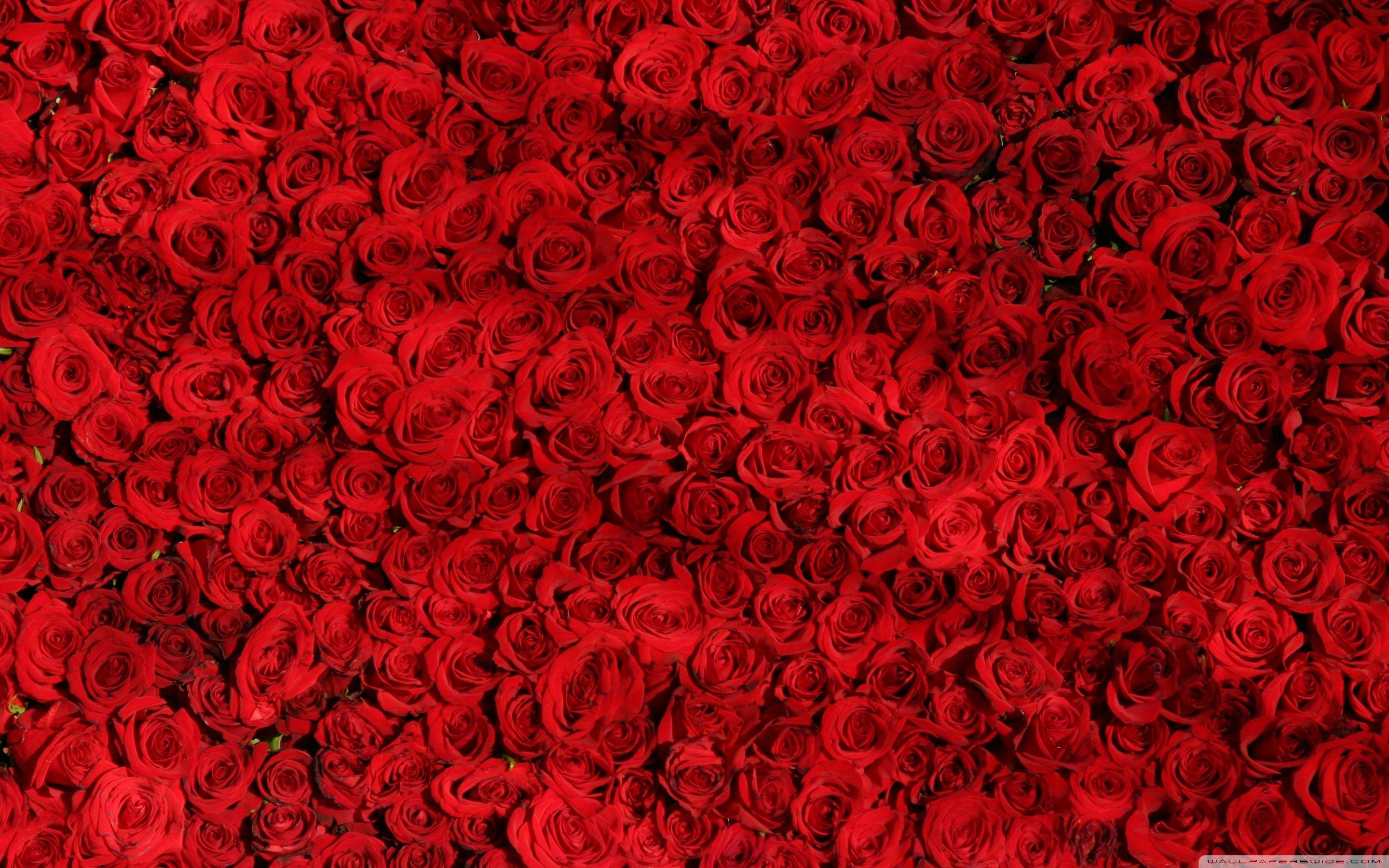 Love Red Roses Background ❤ 4K HD Desktop Wallpaper for 4K Ultra HD