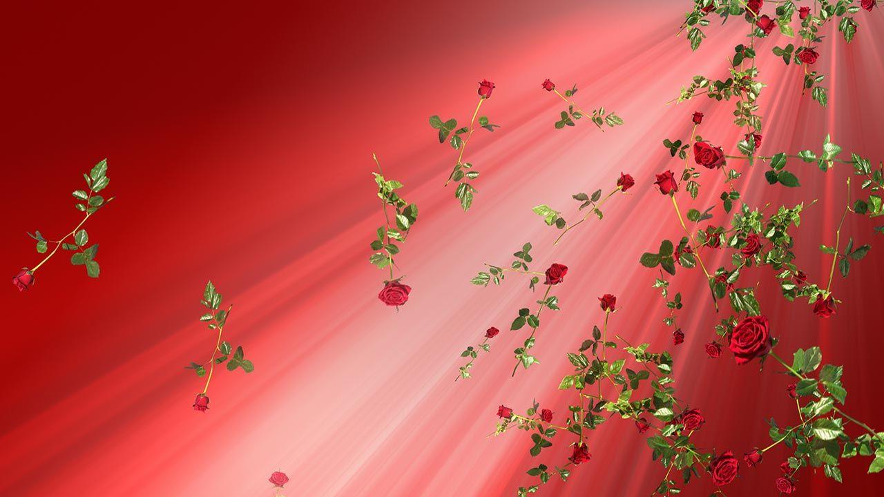 Roses, Red, Copy Space. Stock Video Footage