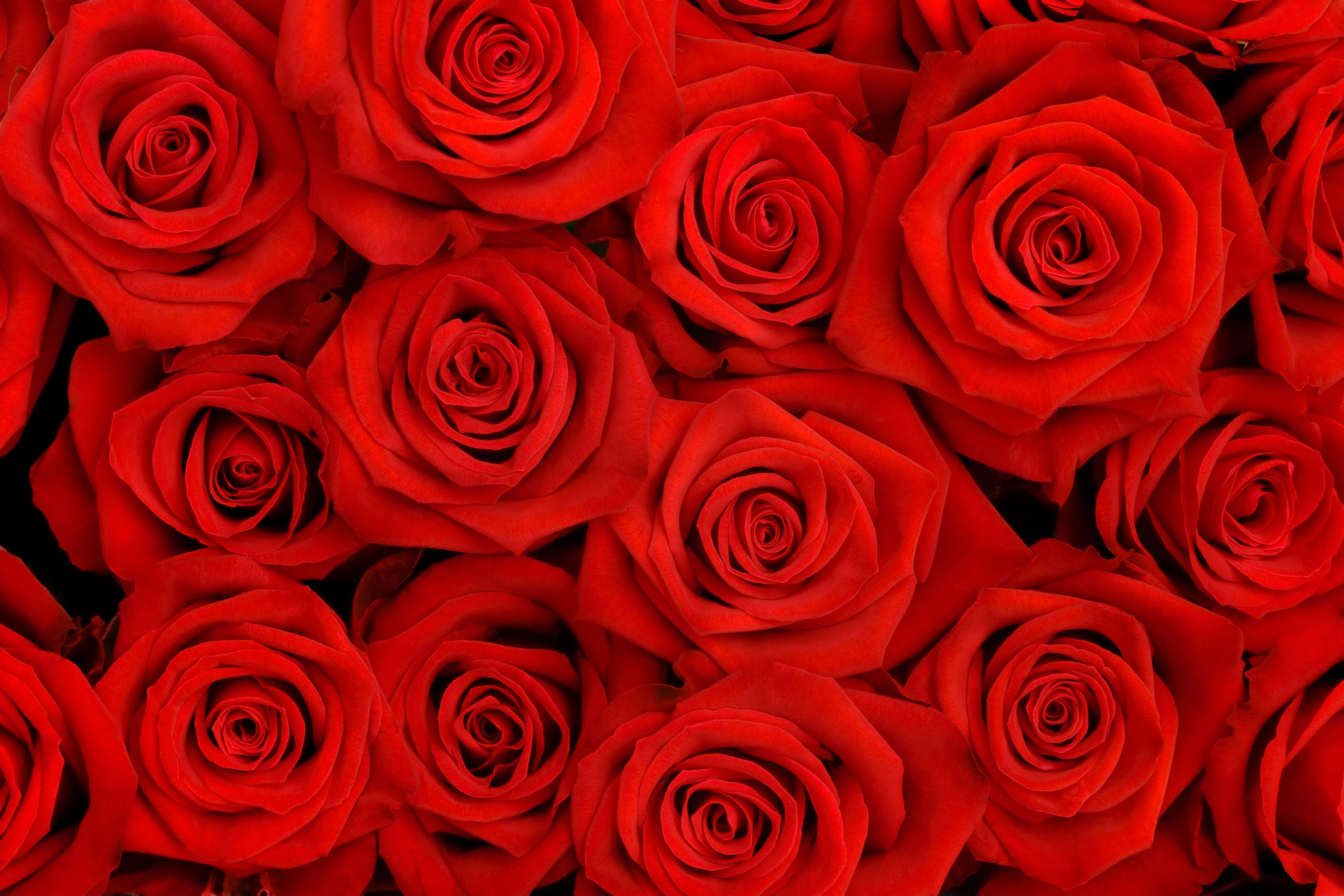 Red Roses Background Quality Image