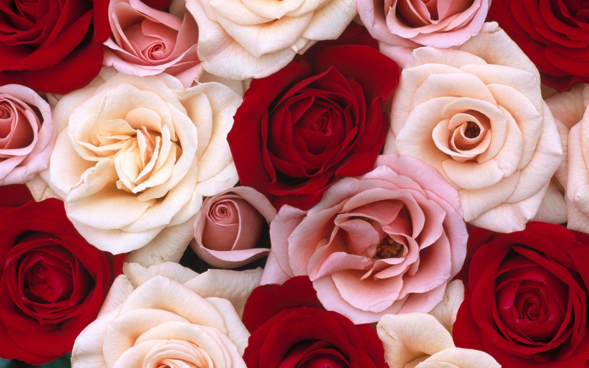Wallpaper For Pink And Red Roses Background Pretty In Rose HD