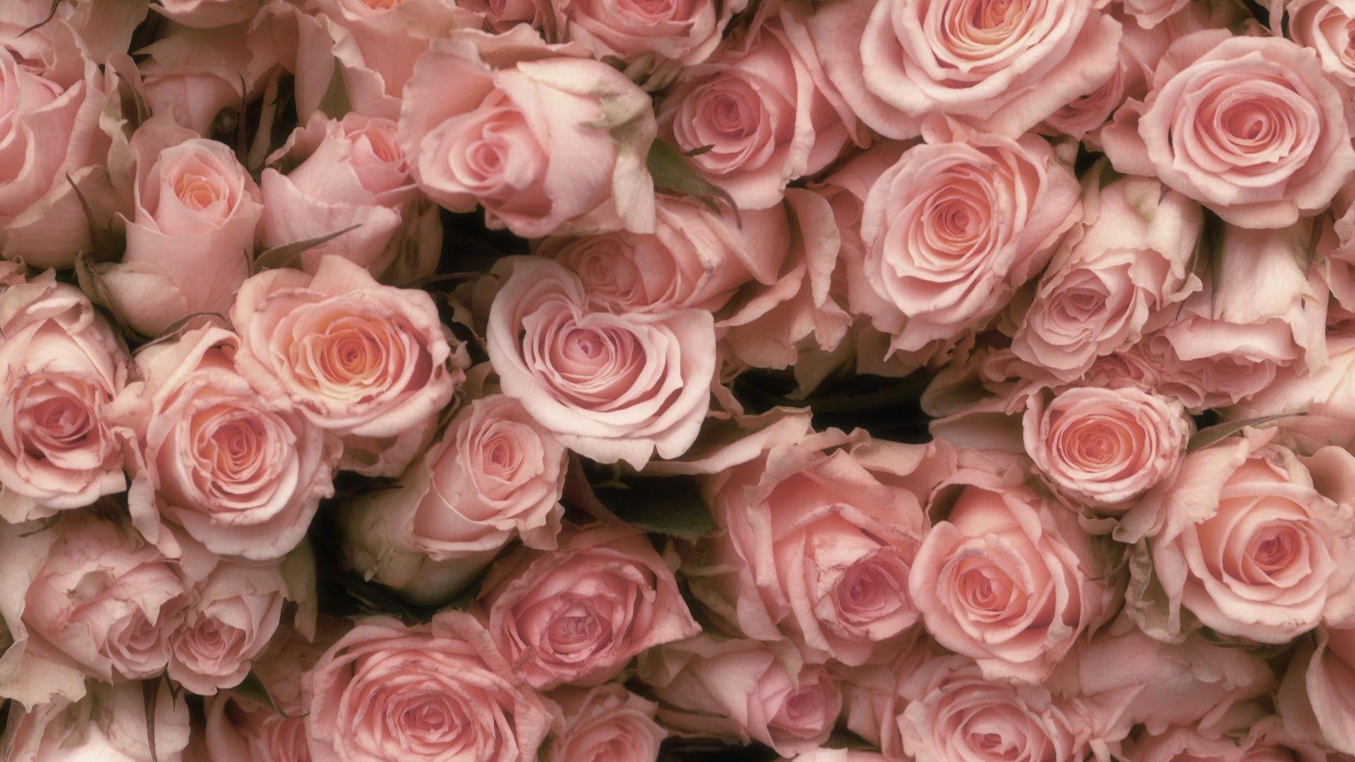 Light Pink Roses Wallpaper. HD Desktop Background