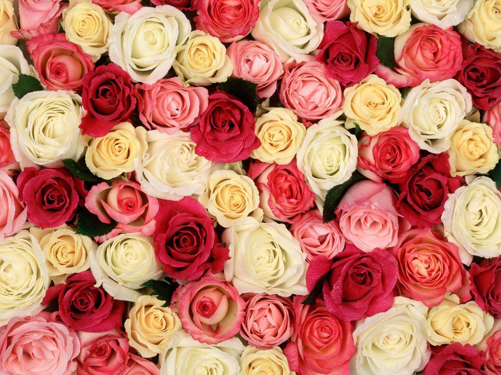 Roses Background Quality Image