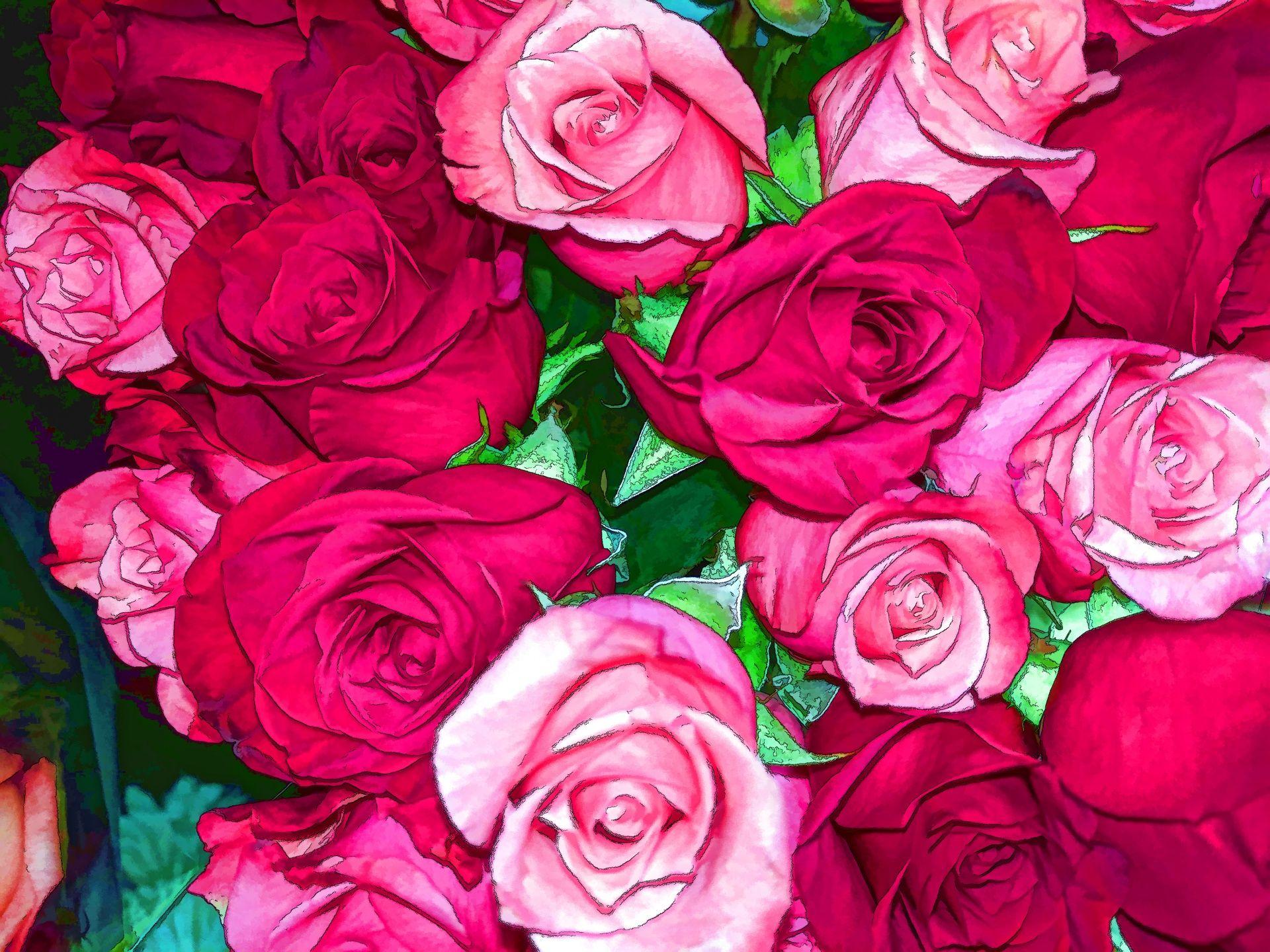 Red And Pink Roses Background Free Domain Picture