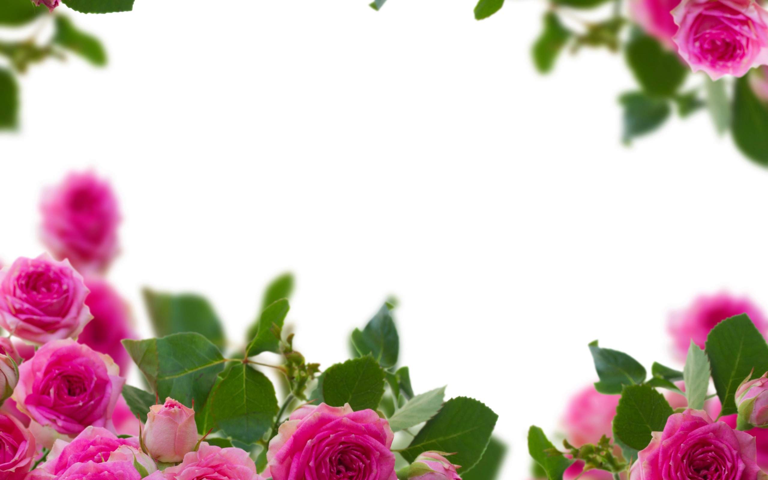 Pink Roses Background Wallpaper « Balmoral Gardens
