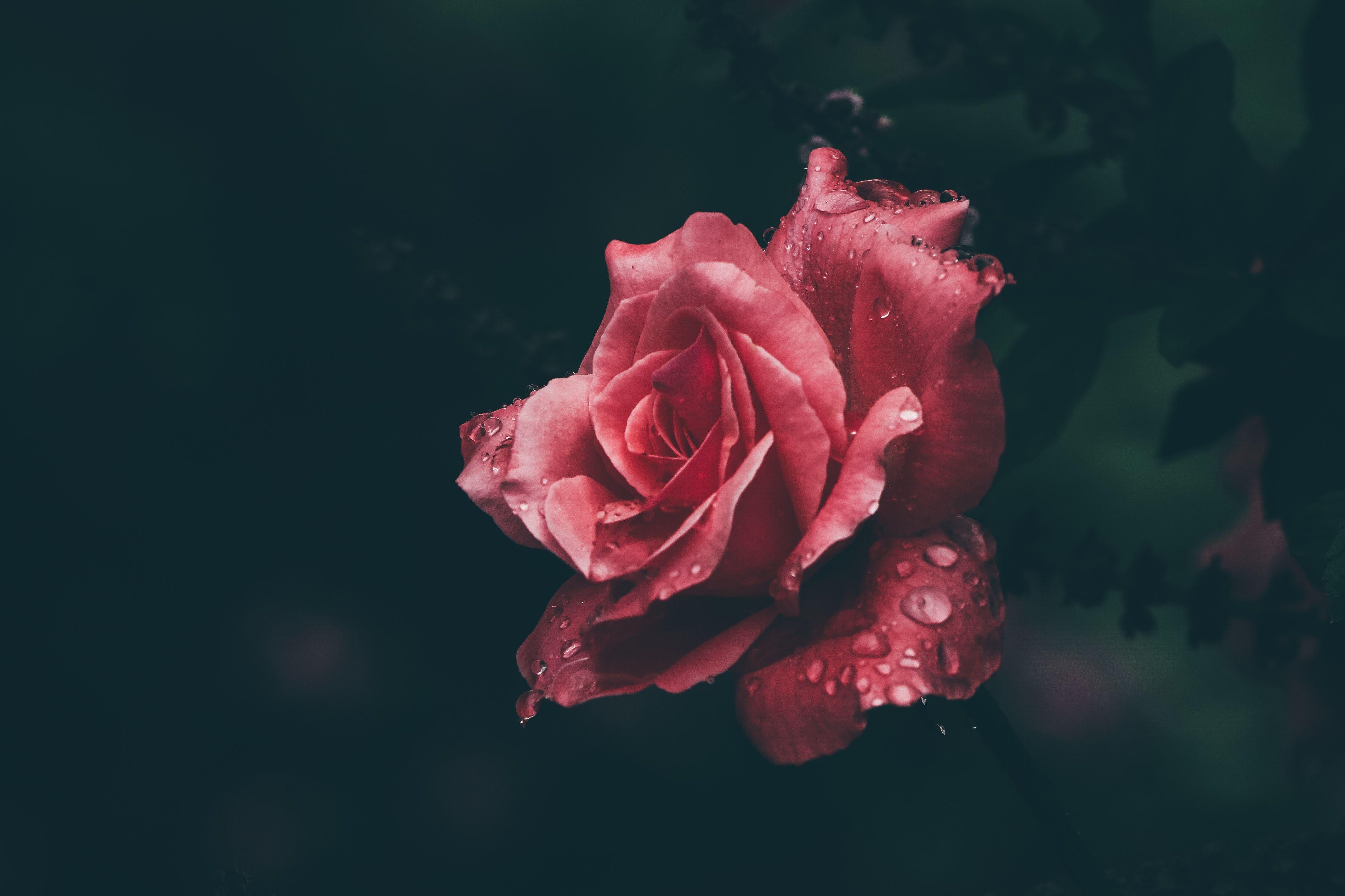 Free of roses background