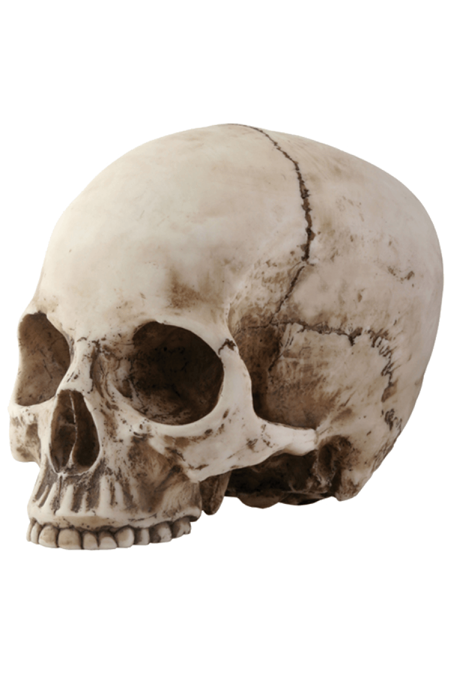Skeleton Head PNG Transparent Skeleton Head PNG Image