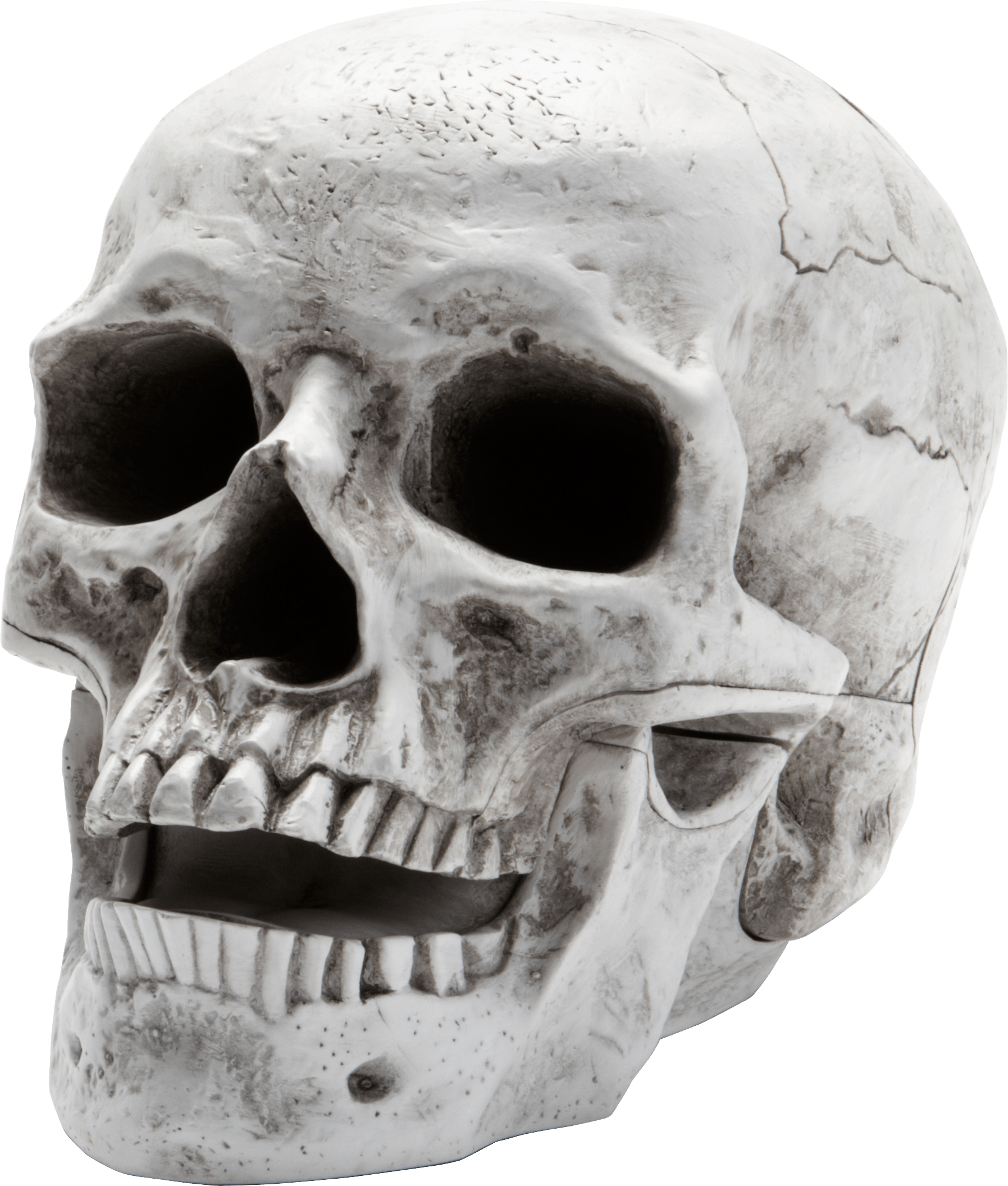 PNG Skeleton Head Transparent Skeleton Head PNG Image