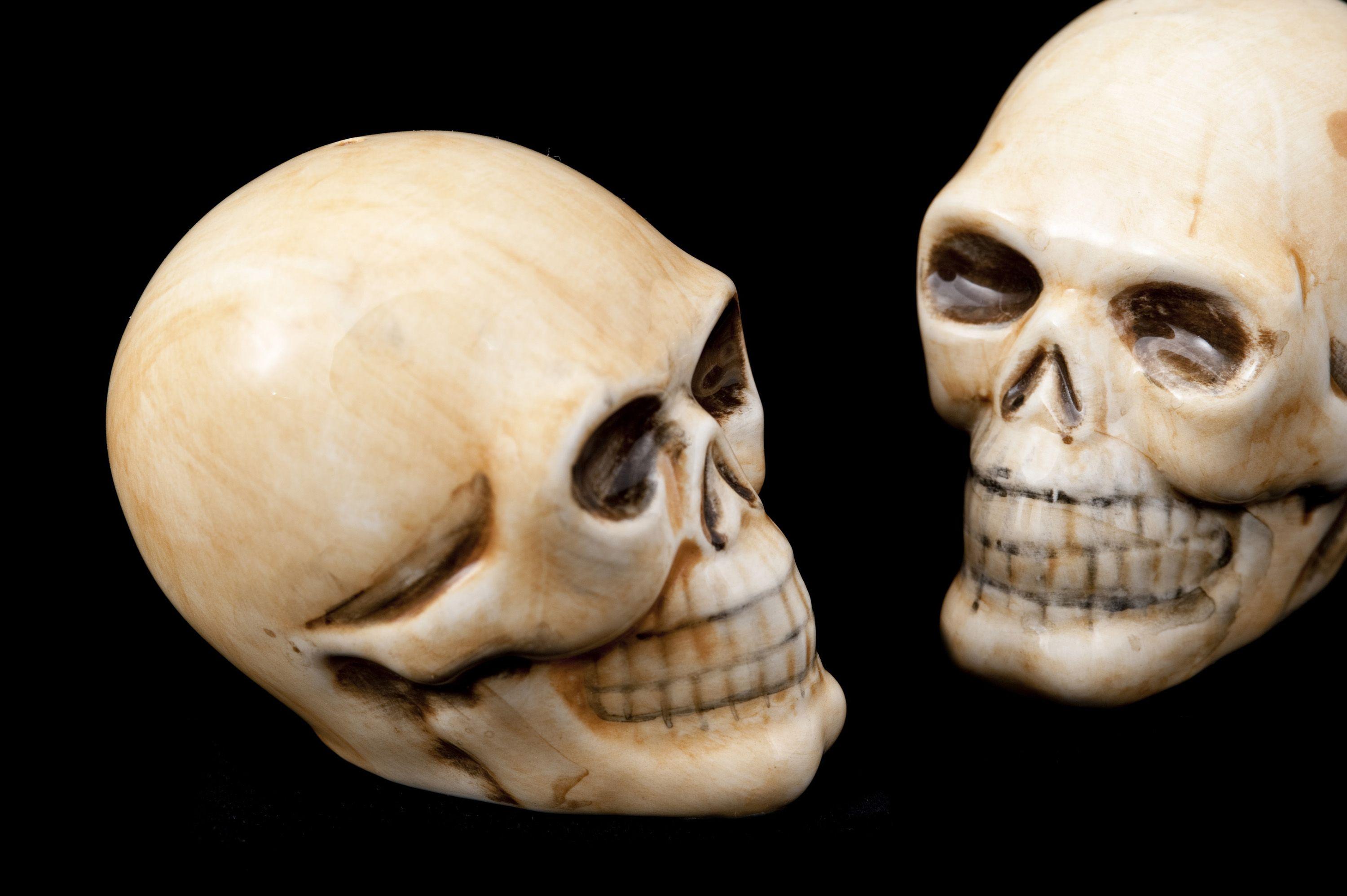 Image of head bones
