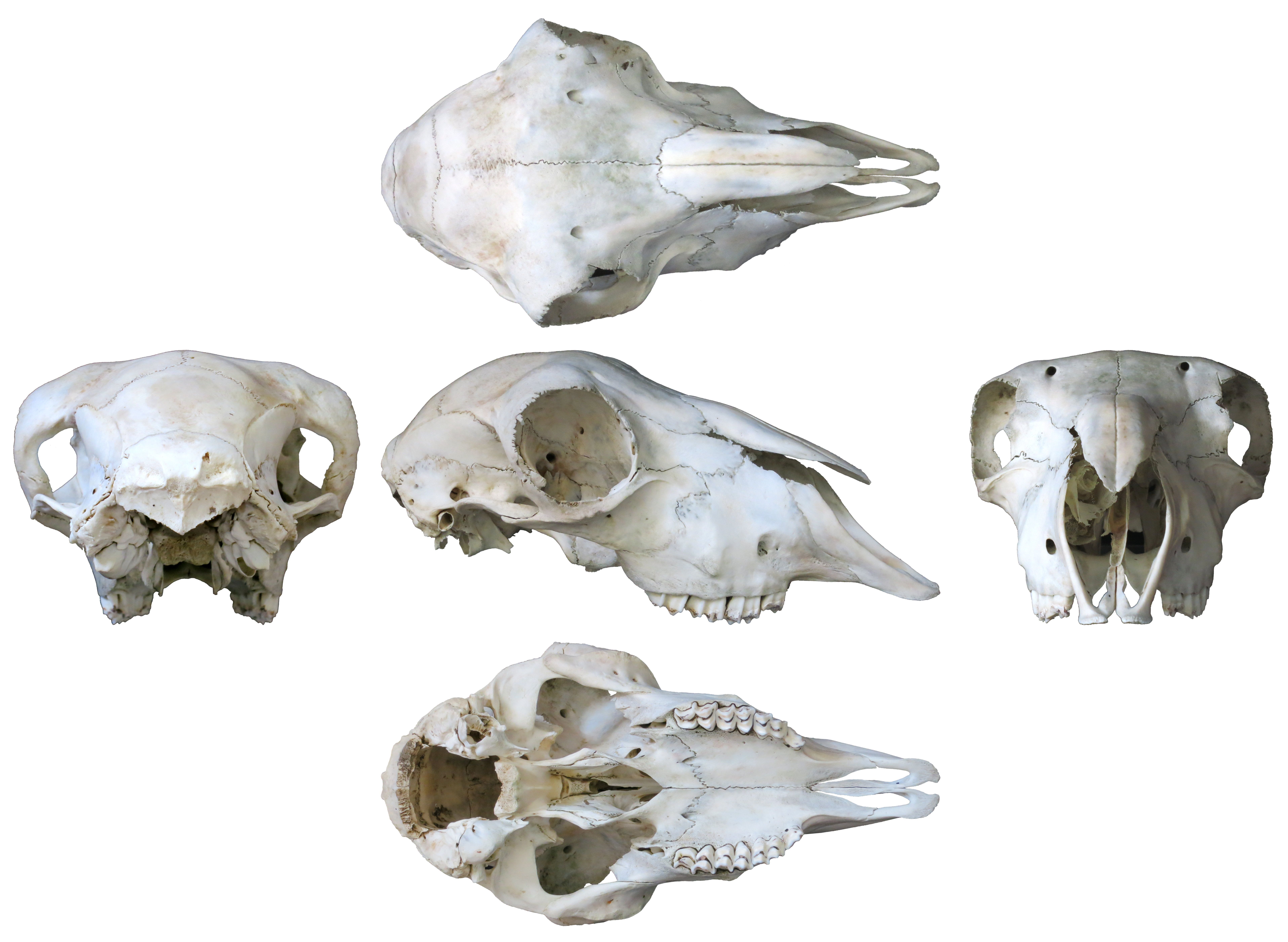 Here's That Sheep Skull Multiview You Ordered. Sauropod Vertebra