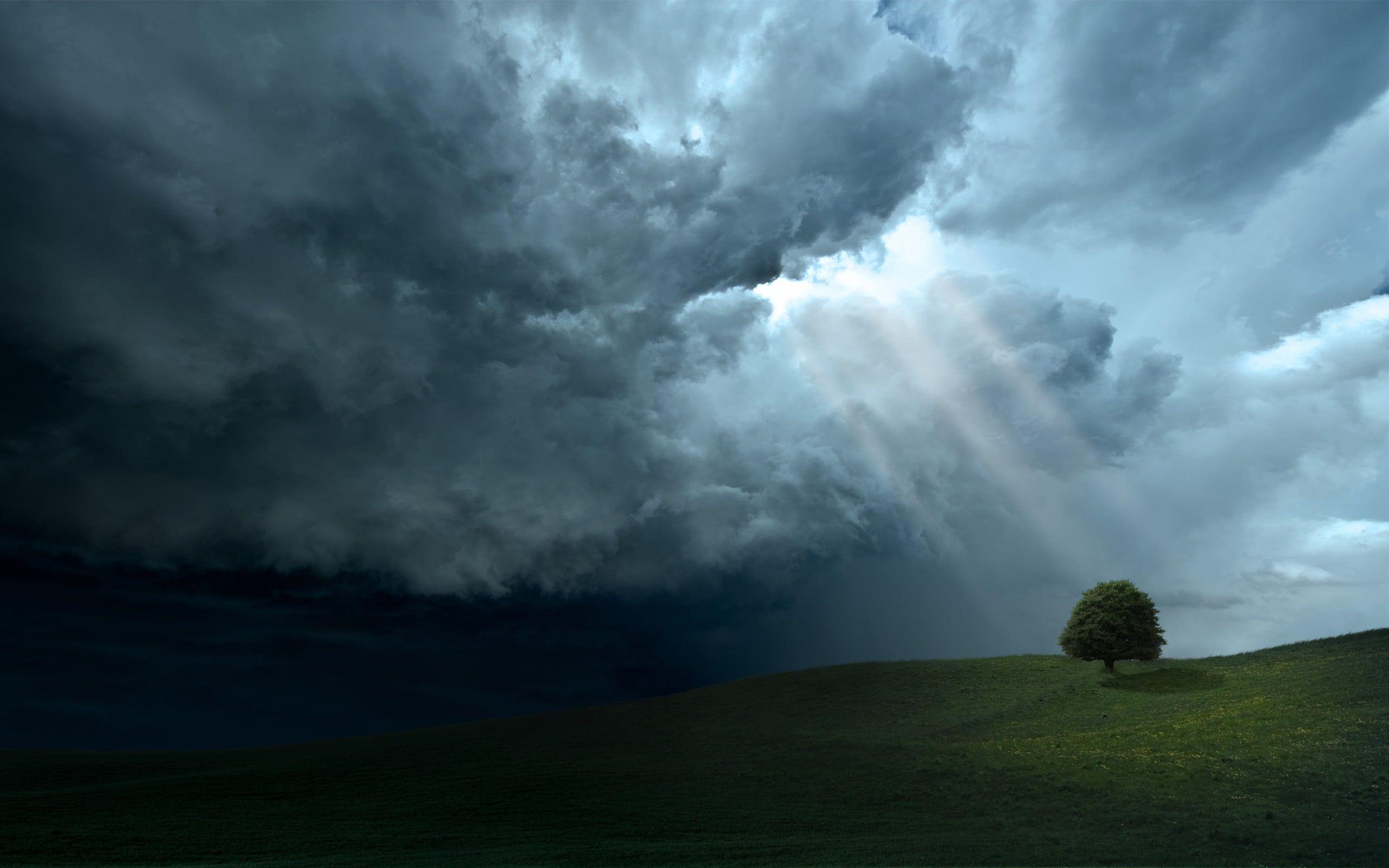 Tree under dark clouds HD wallpaper