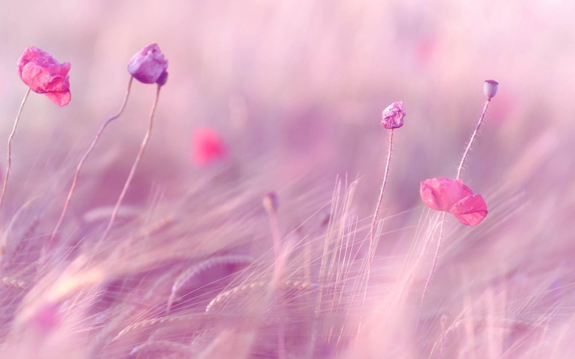 3y45: Pink Purple Flowers Field HD Wallpaper