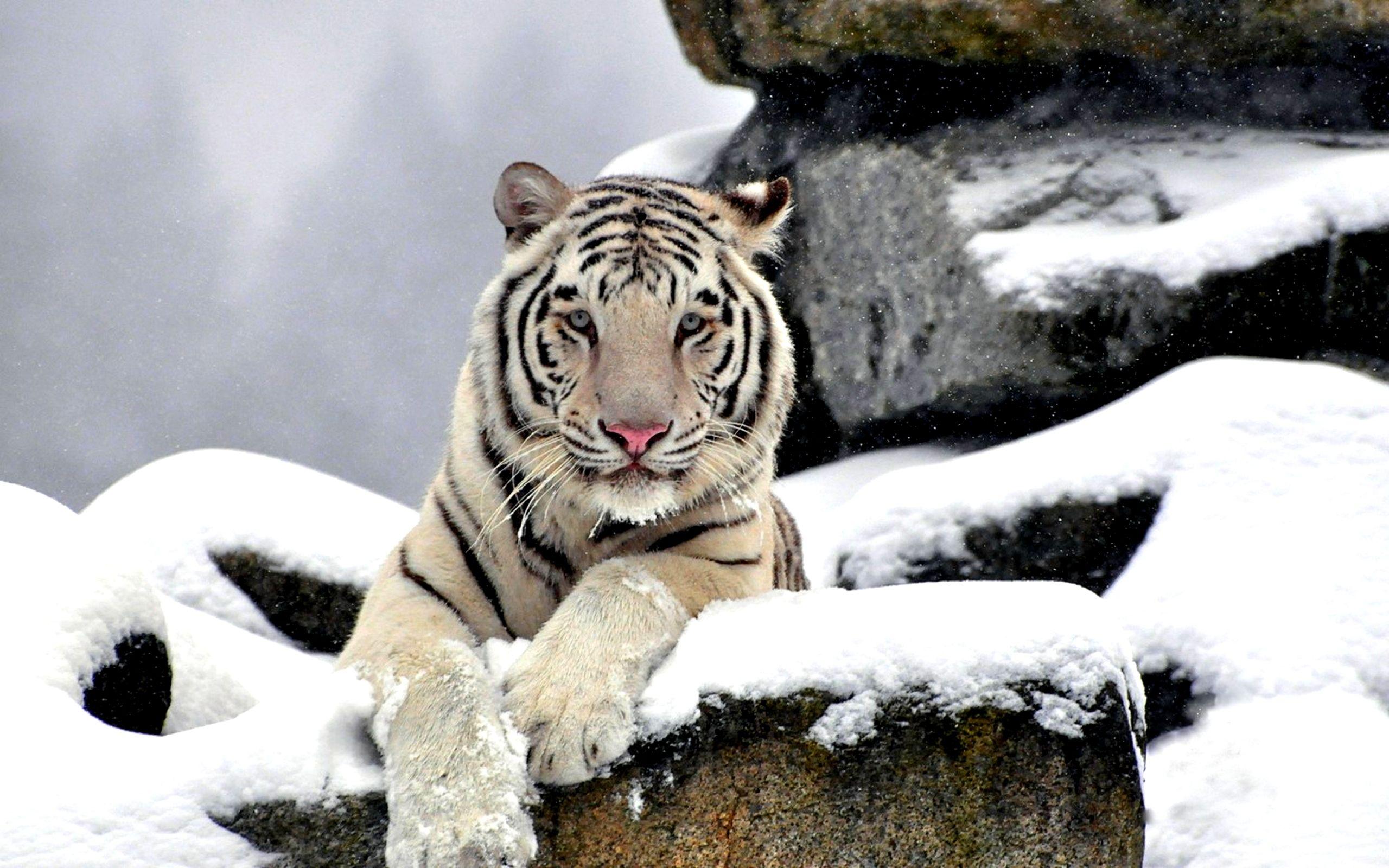 234 White Tiger HD Wallpapers