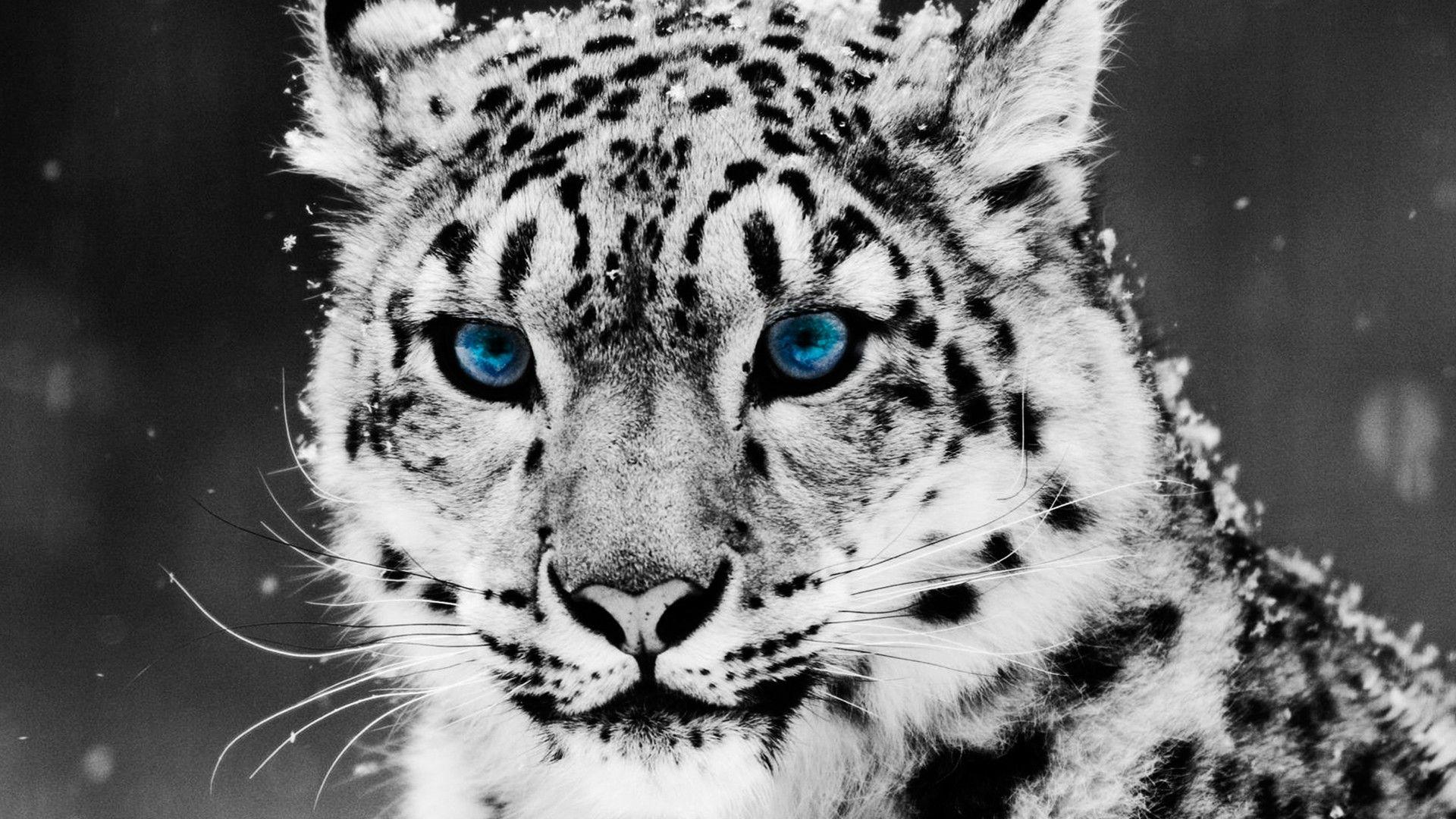 Cool Wallpapers White Tiger HD Wallpapers of Animals