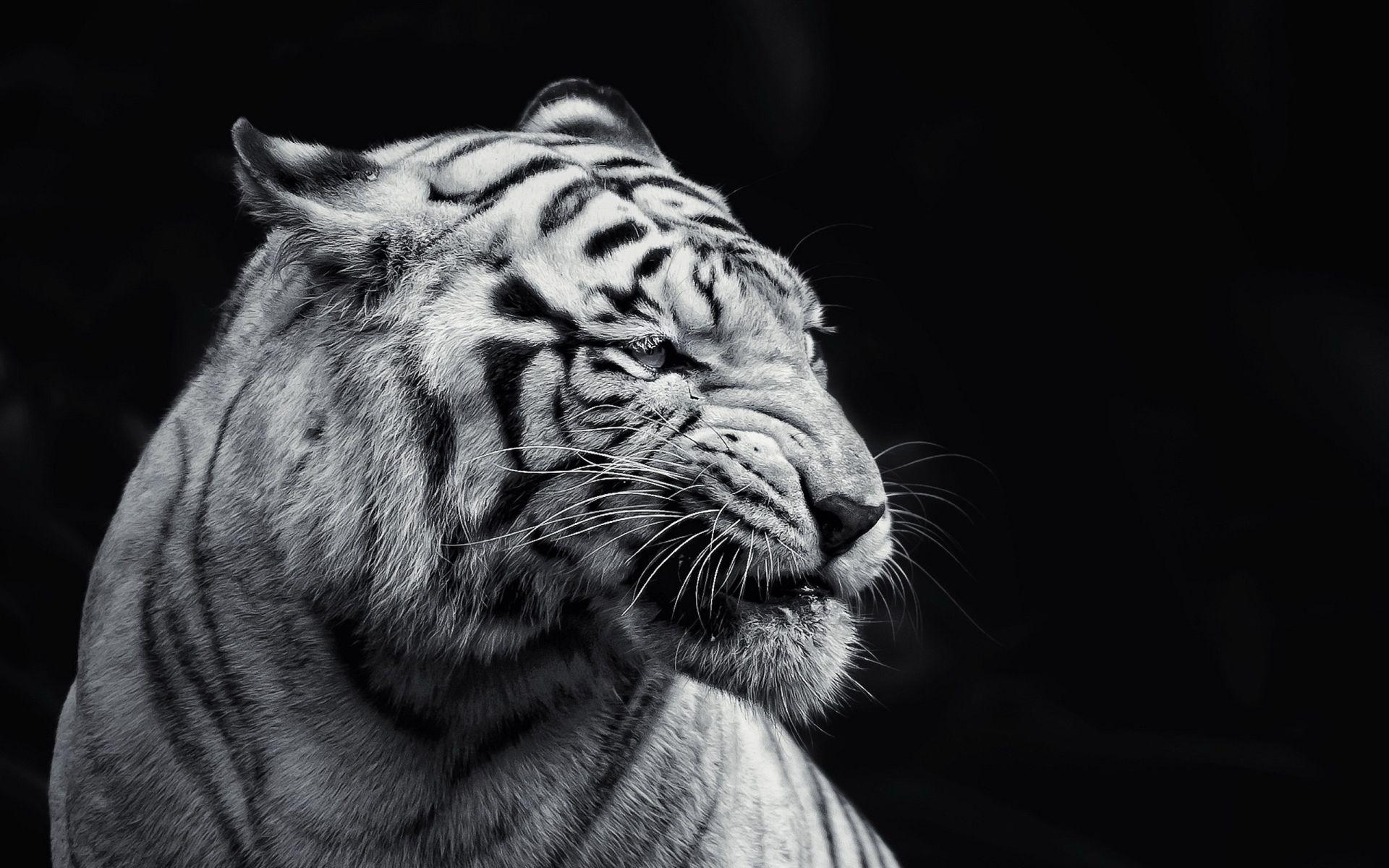 White Tiger Wallpapers 25678 1920x1200 px ~ HDWallSource