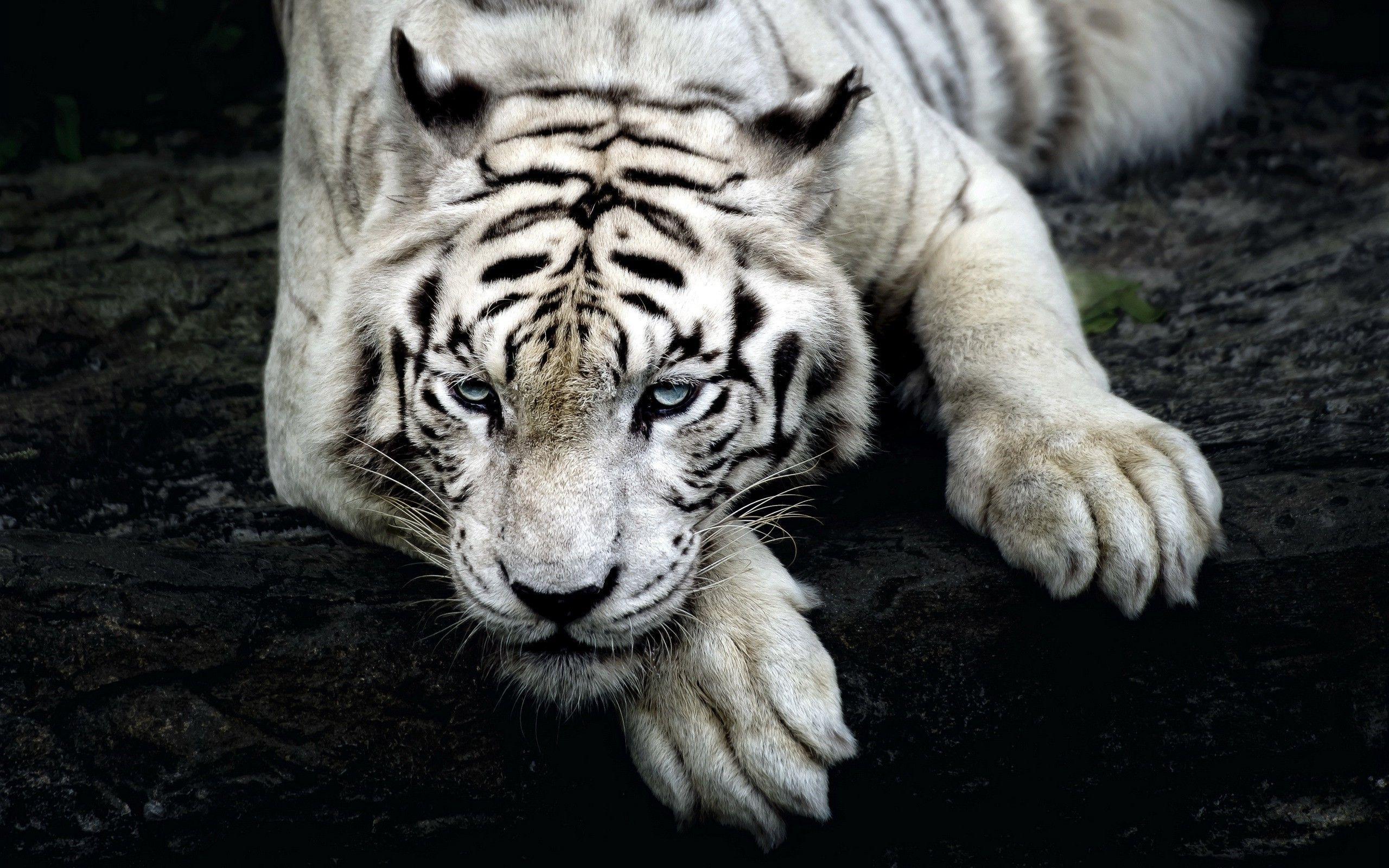 big cats nature animals tiger white tigers wallpapers and backgrounds