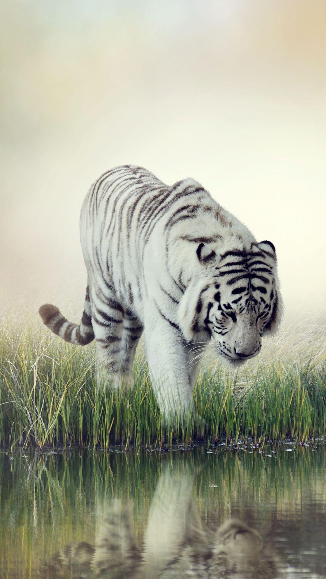 White Tiger iPhone 6S Plus Wallpapers