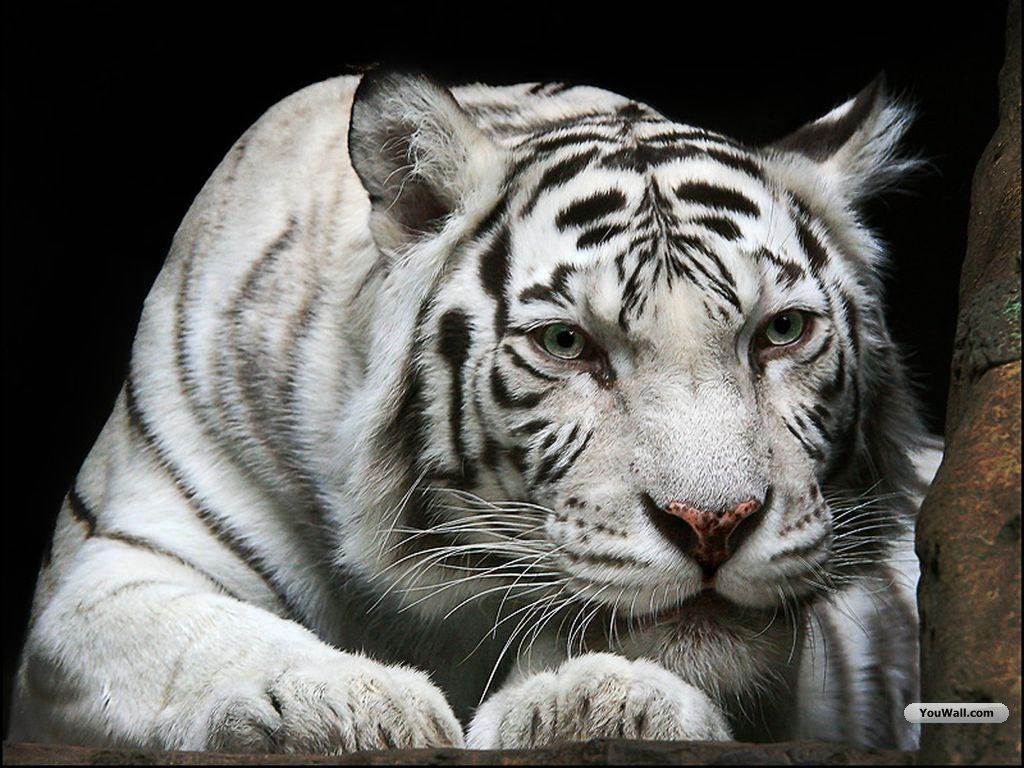 Baby White Tiger Wallpapers Wallpapers 1920×1200 Tigers Pictures