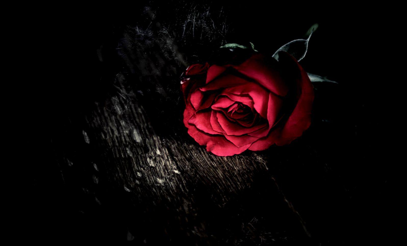 Red Roses HD Wallpaper. Free HD Wallpaper