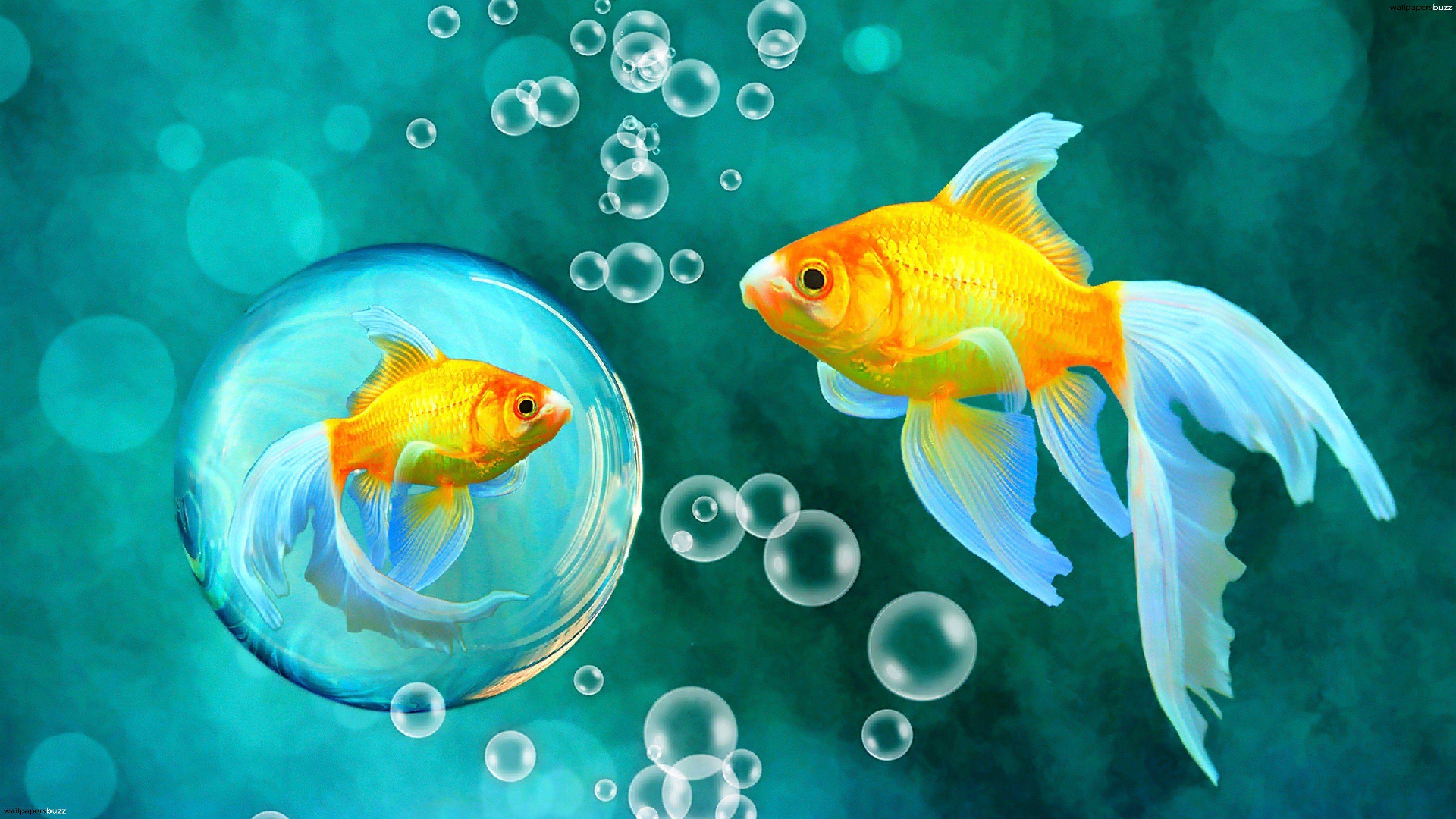 Two gold fish HD Wallpaper