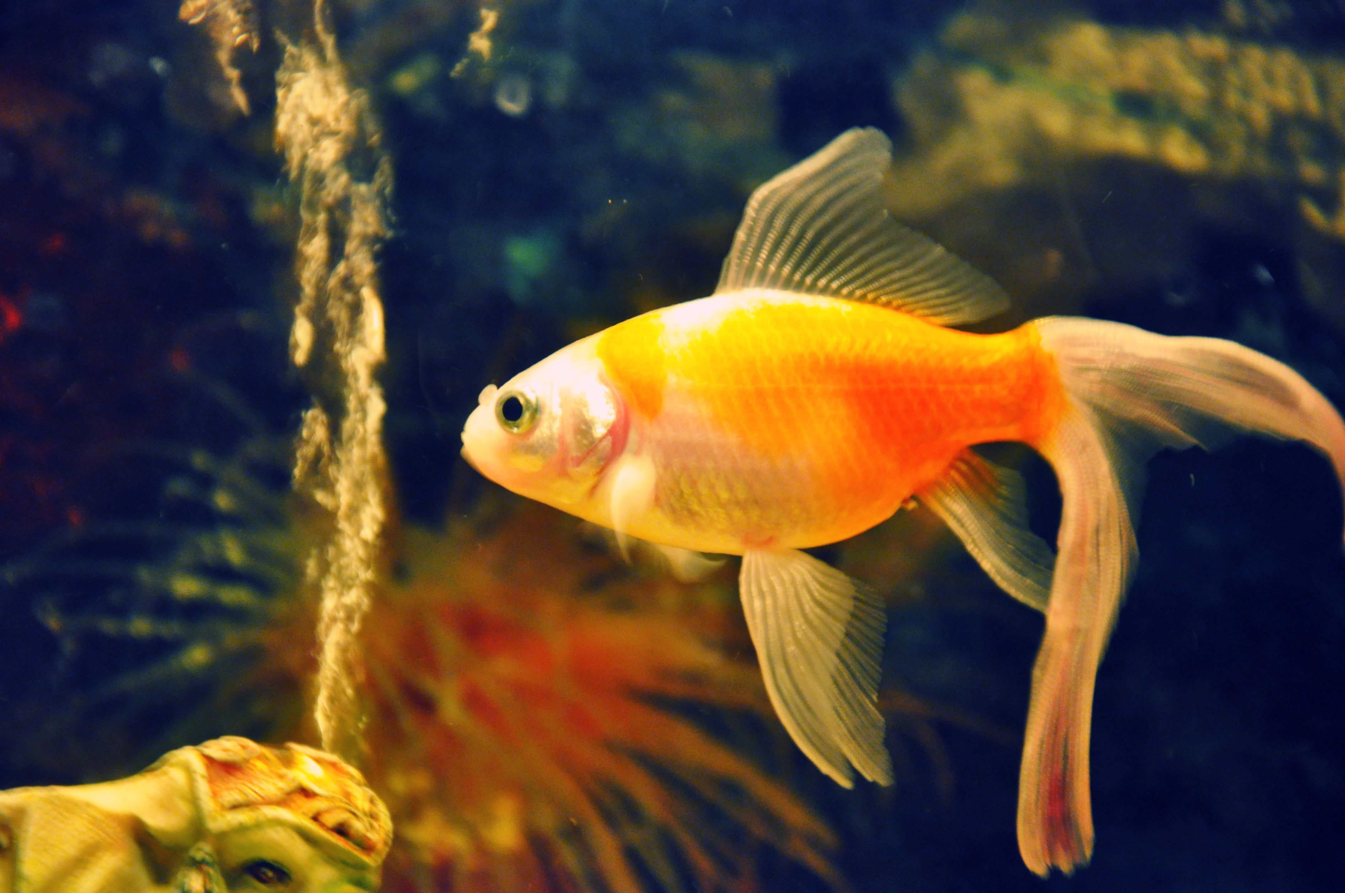 45) Goldfish HD Wallpaper Background Picture Download