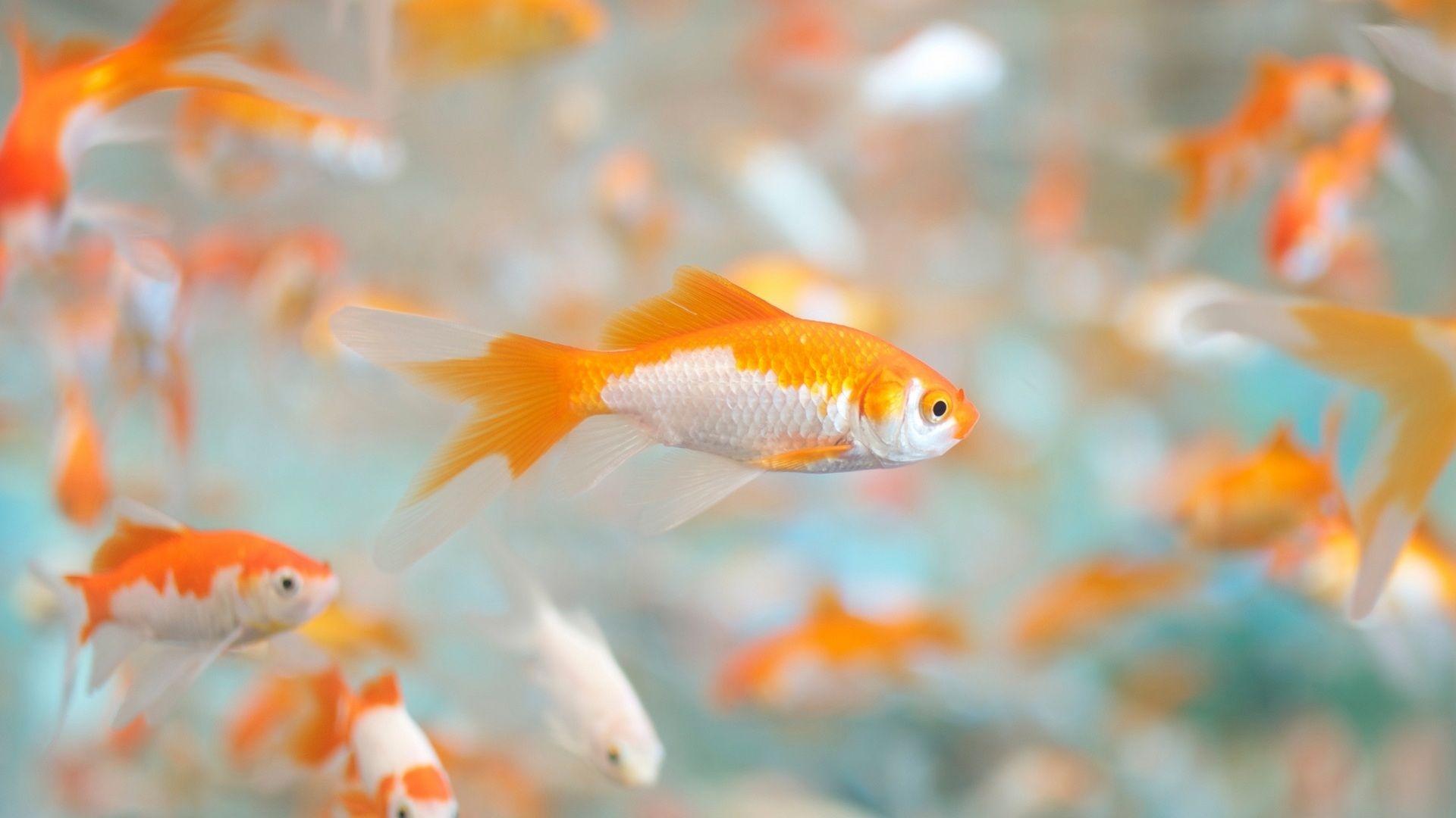 Full HD Wallpaper Golden Fish Close Up Aquarium, Desktop Background