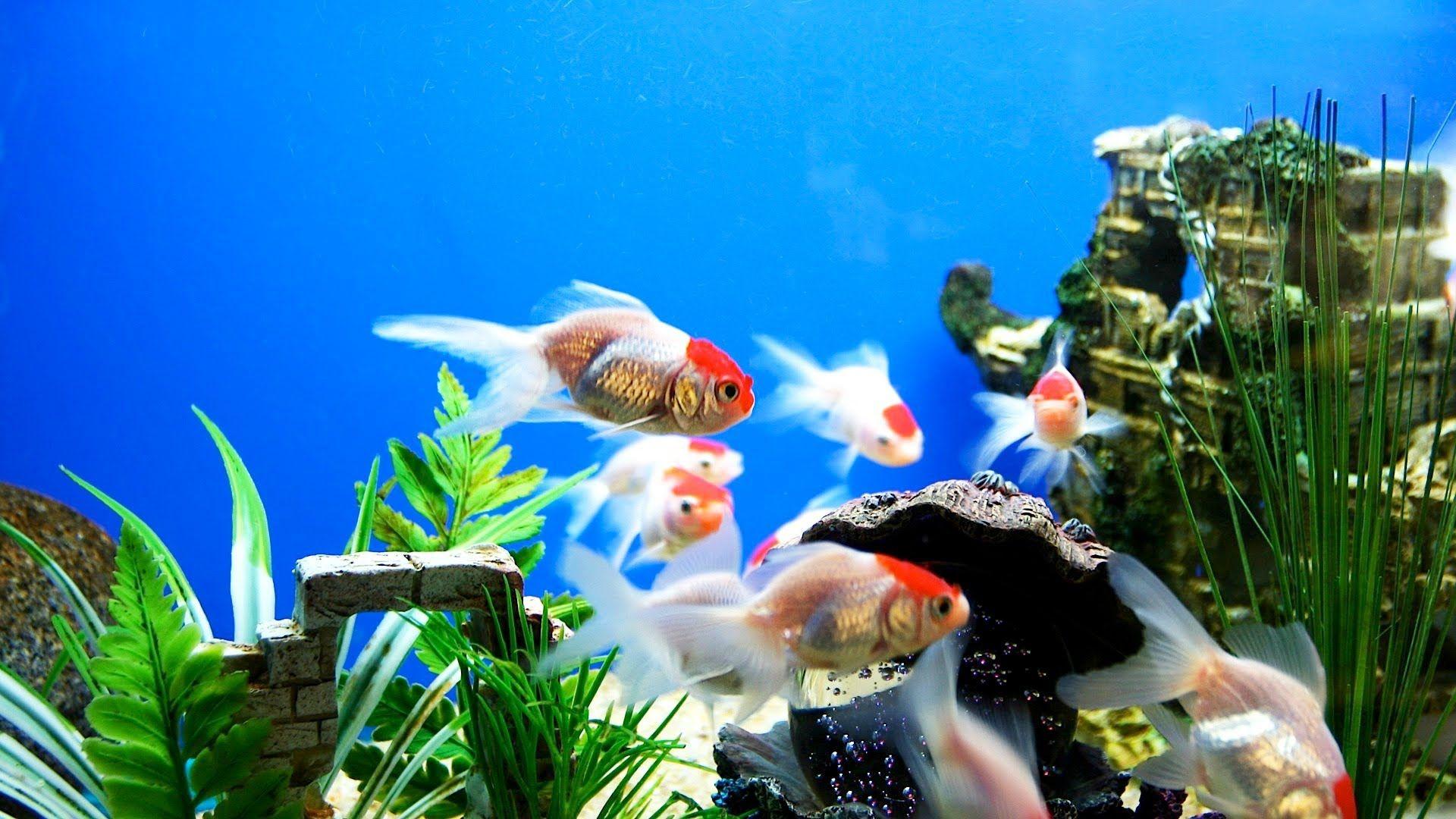 Golden fish aquarium background wallpaper