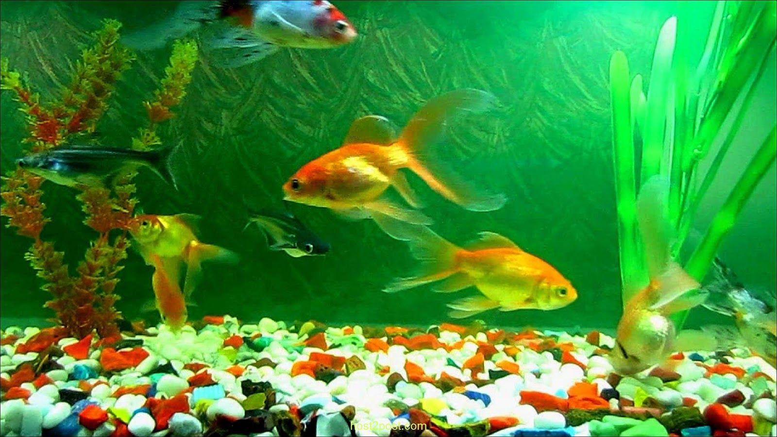 golden fish wallpapers desktop