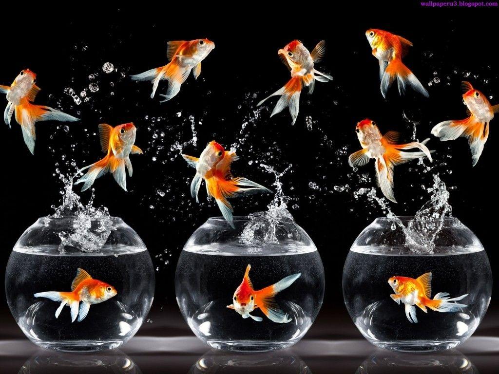 gold fish wallpaper, all fish HD wallpaper, beautiful fish wallpaper