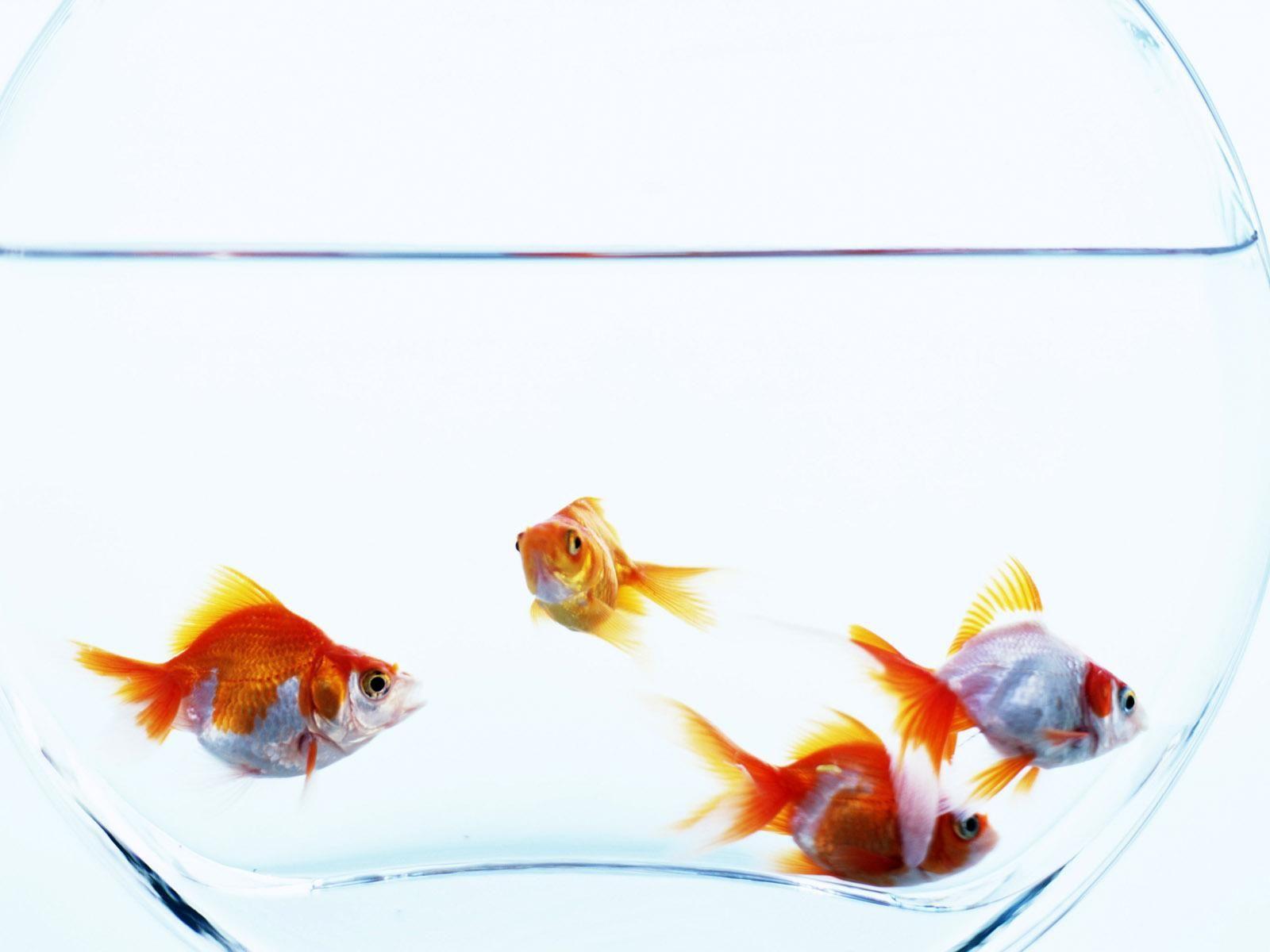 Goldfish Wallpaper HD Download