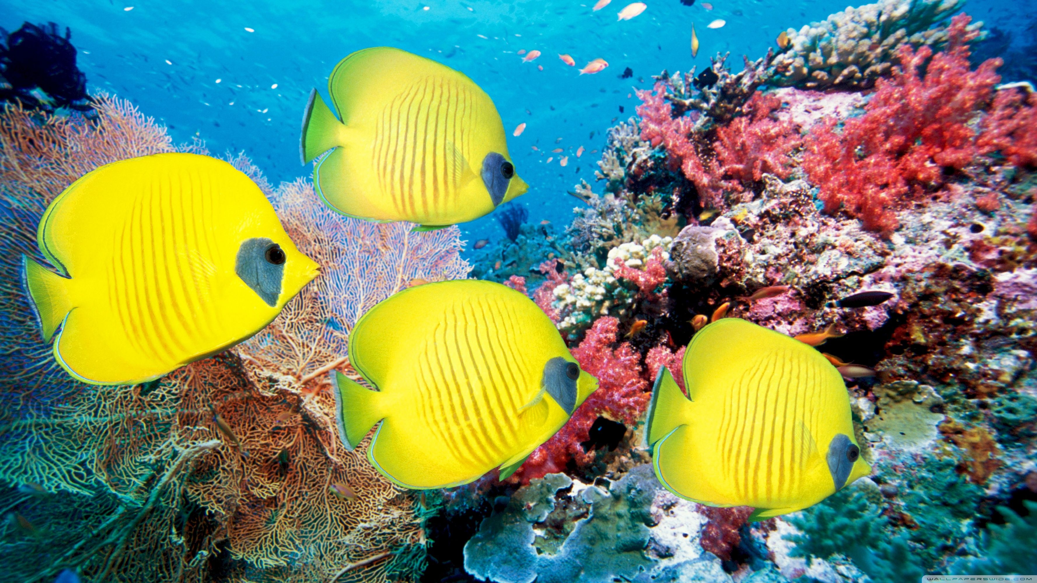 Yellow Butterfly Fish ❤ 4K HD Desktop Wallpaper for 4K Ultra HD TV