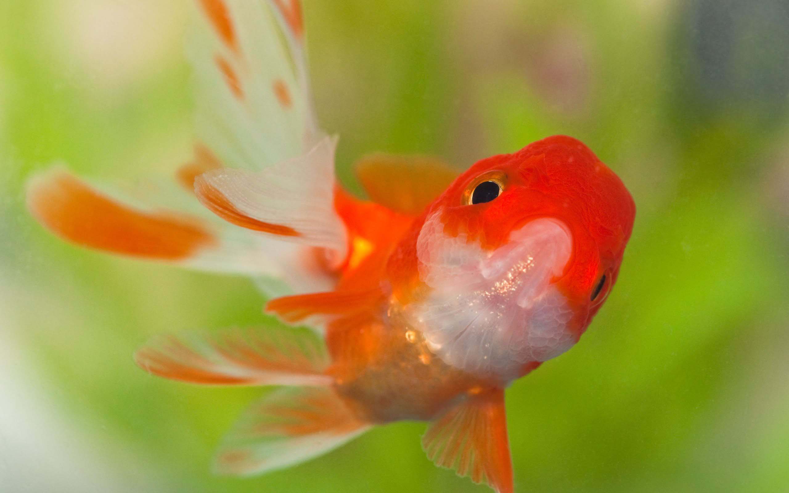 Beauty of Goldfish 1080p. Android