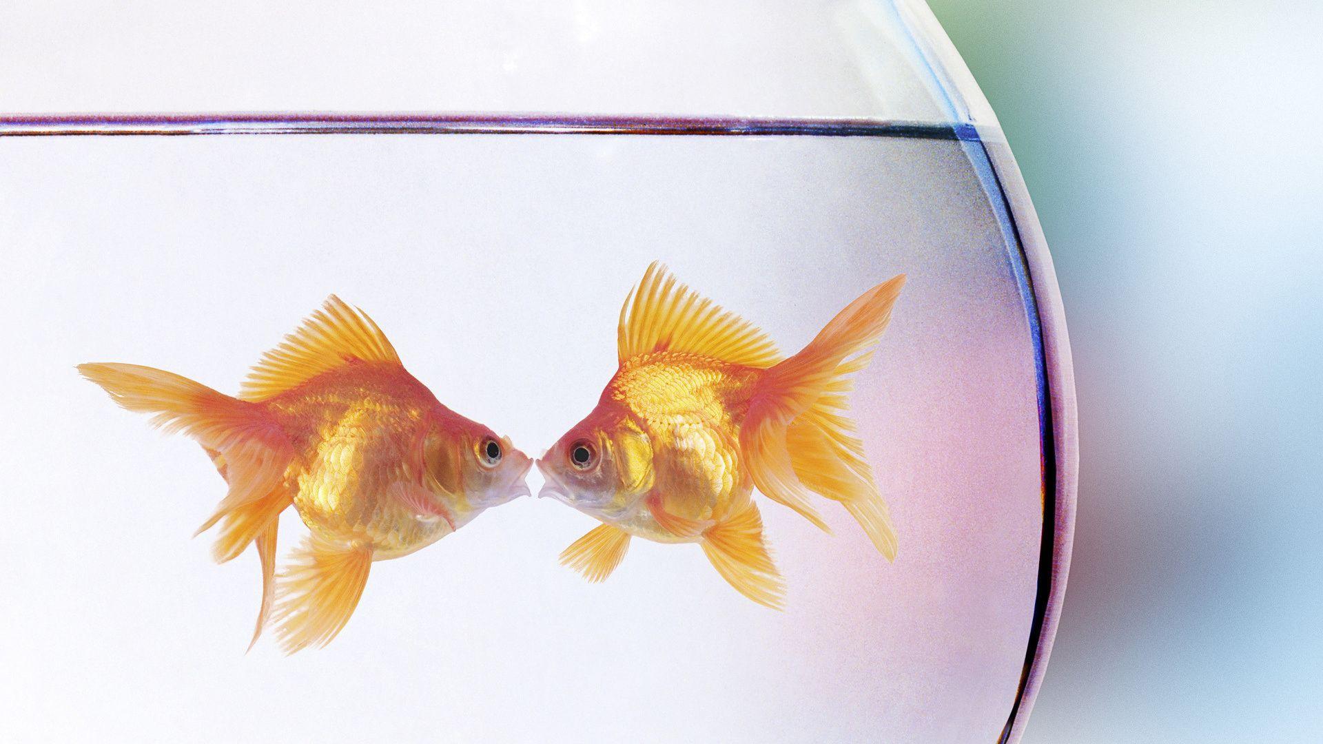 Full HD Wallpaper golden fish couple kiss, Desktop Background HD 1080p