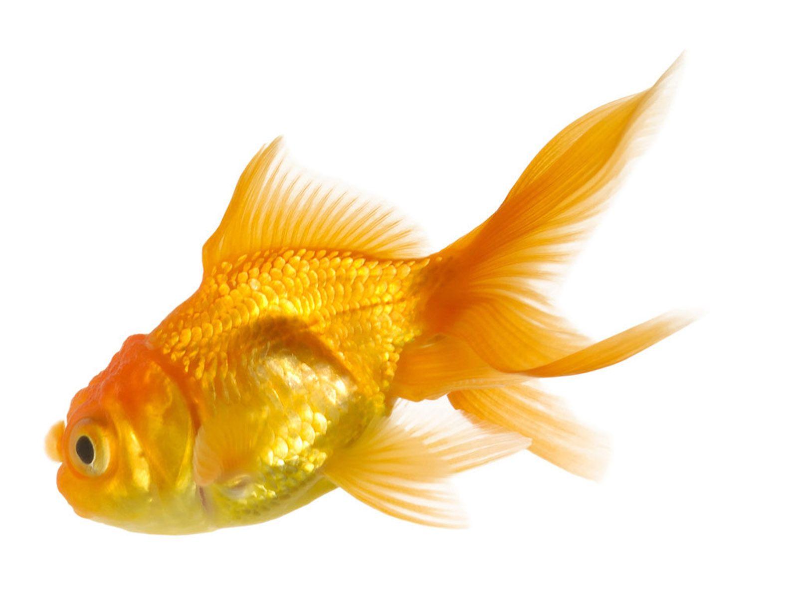 Gold Fishes HD Wallpaper 3D