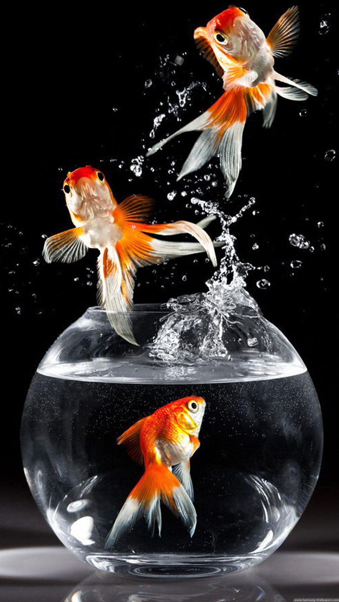 Goldfish Desktop Lock Screen 1080x1920 Samsung Galaxy Note 3