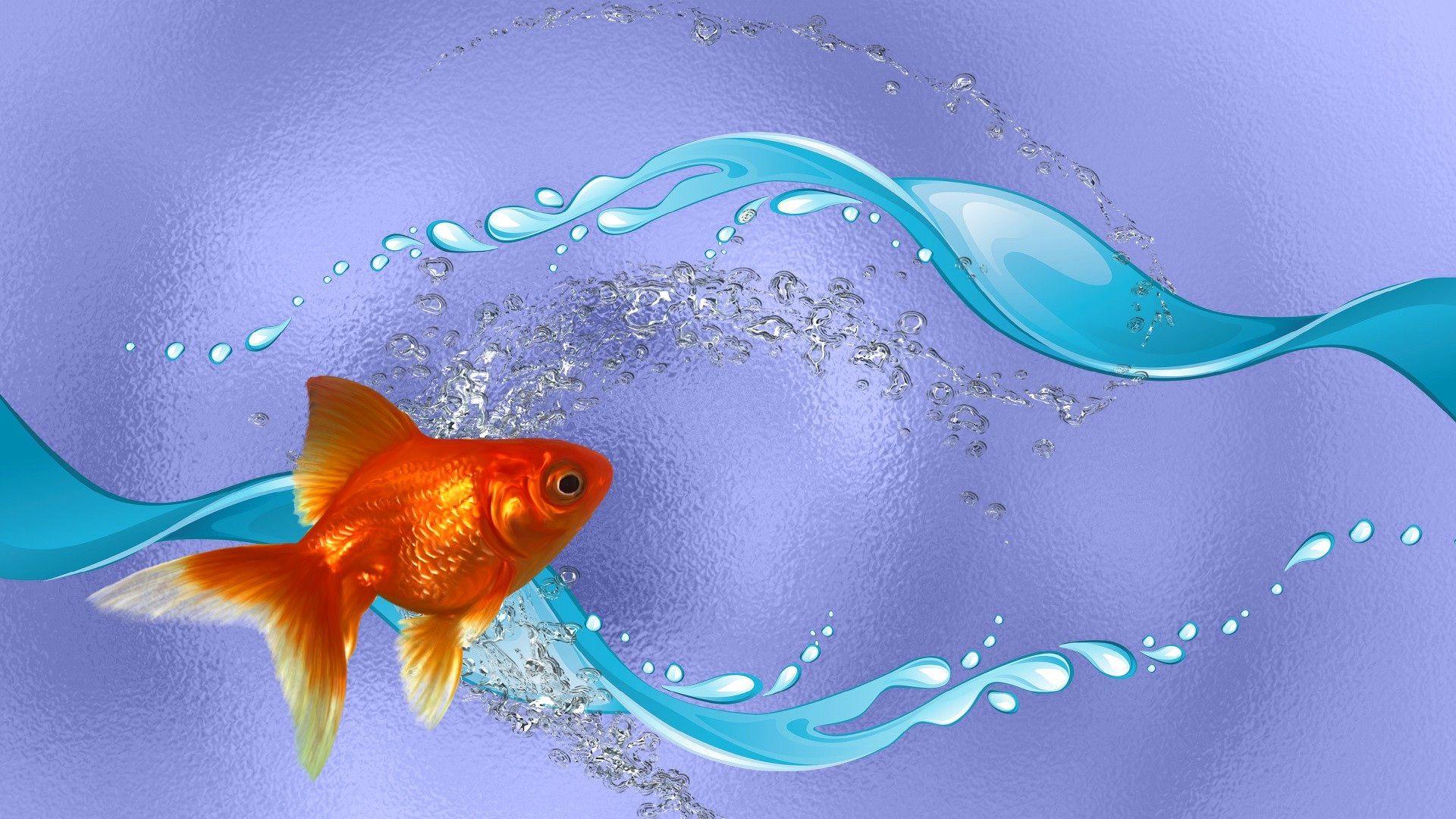 Golden fish in water beautiful animal HD wallpaper HD