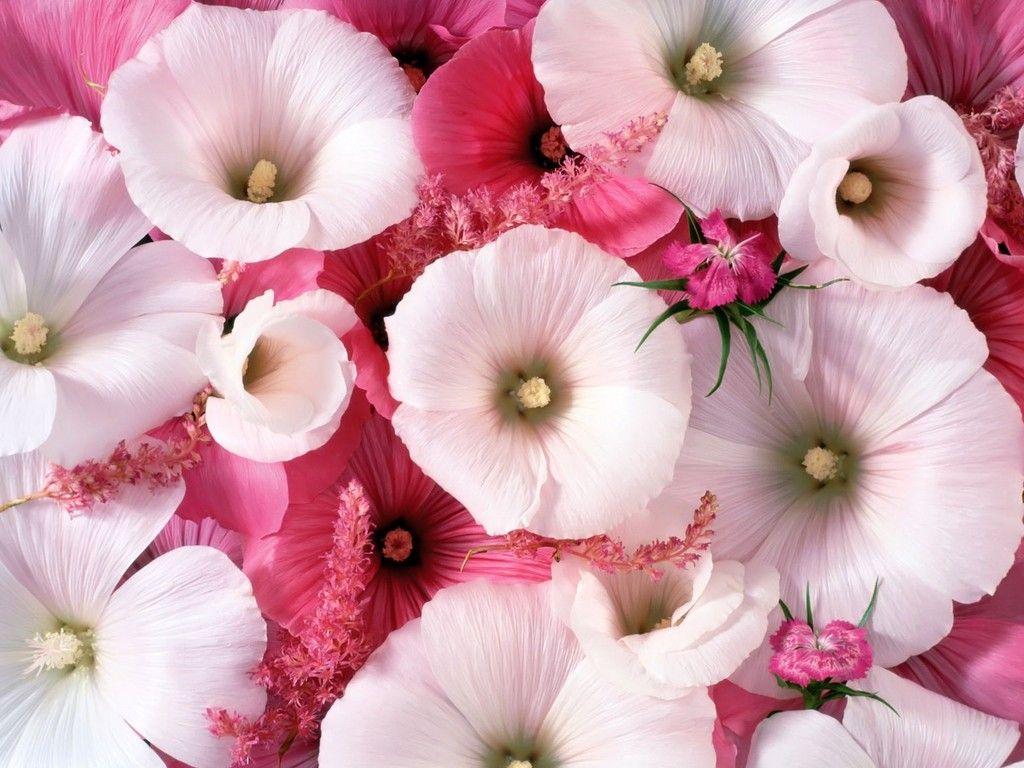 image Of Nice Wallpaper