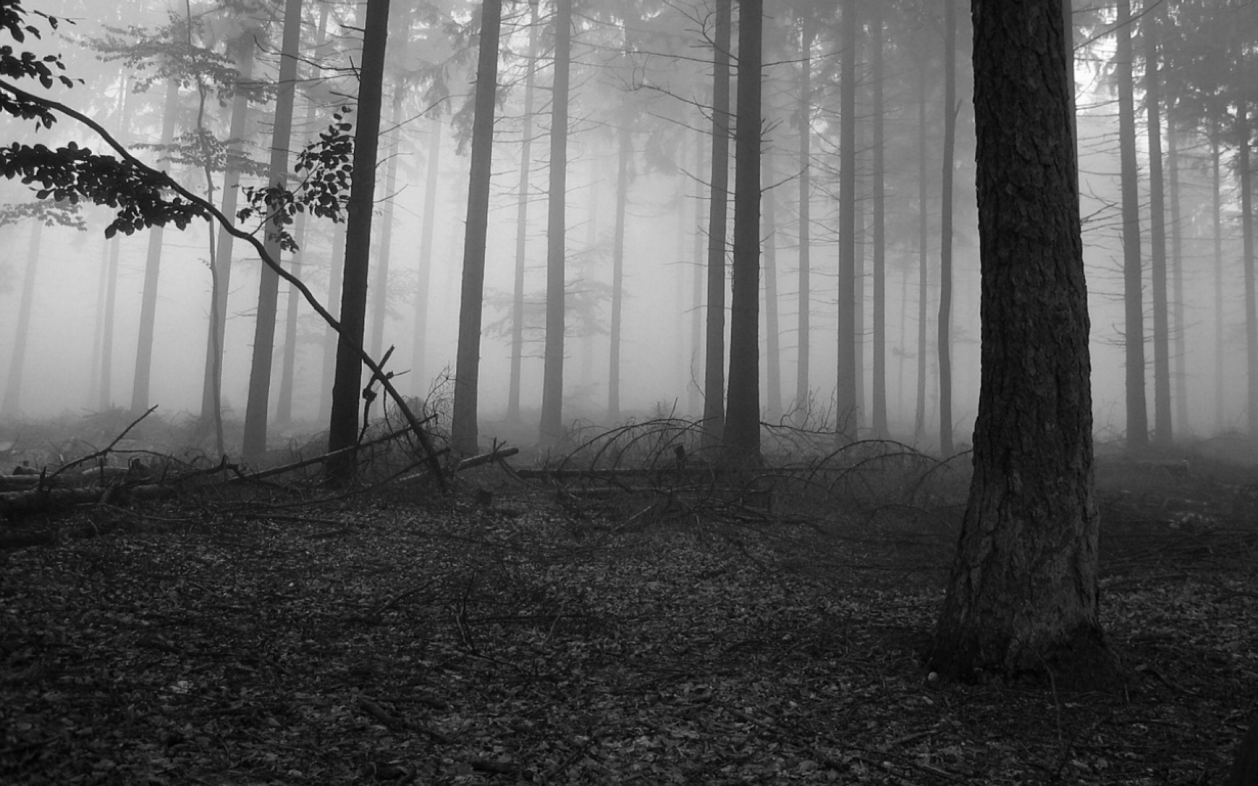Wallpaper.wiki Black And White Forest Wallpaper HD PIC WPB008672