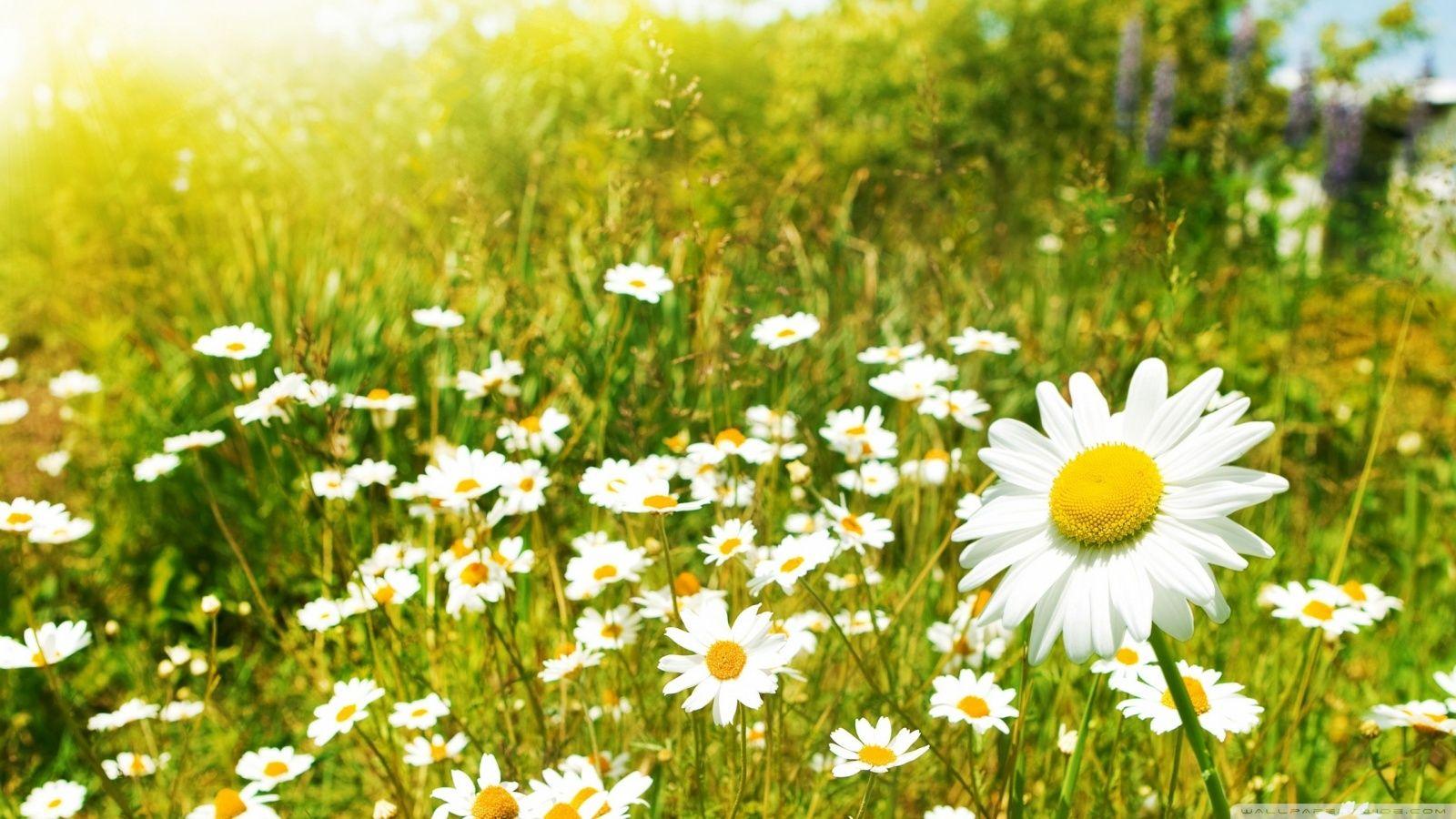 Wildflowers, Sunny Day ❤ 4K HD Desktop Wallpaper for 4K Ultra HD TV