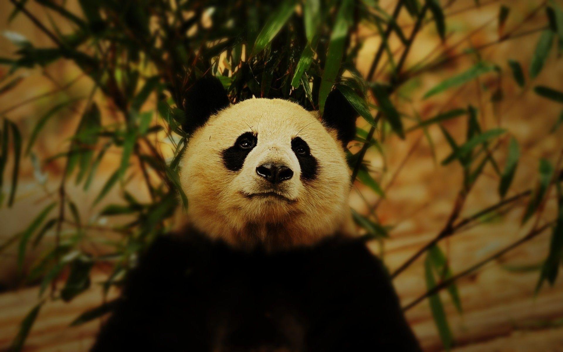 Bamboo panda bears wallpaper. PC